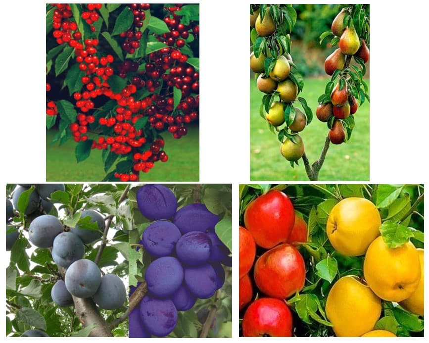 Jaro, leto, jeseň, zima