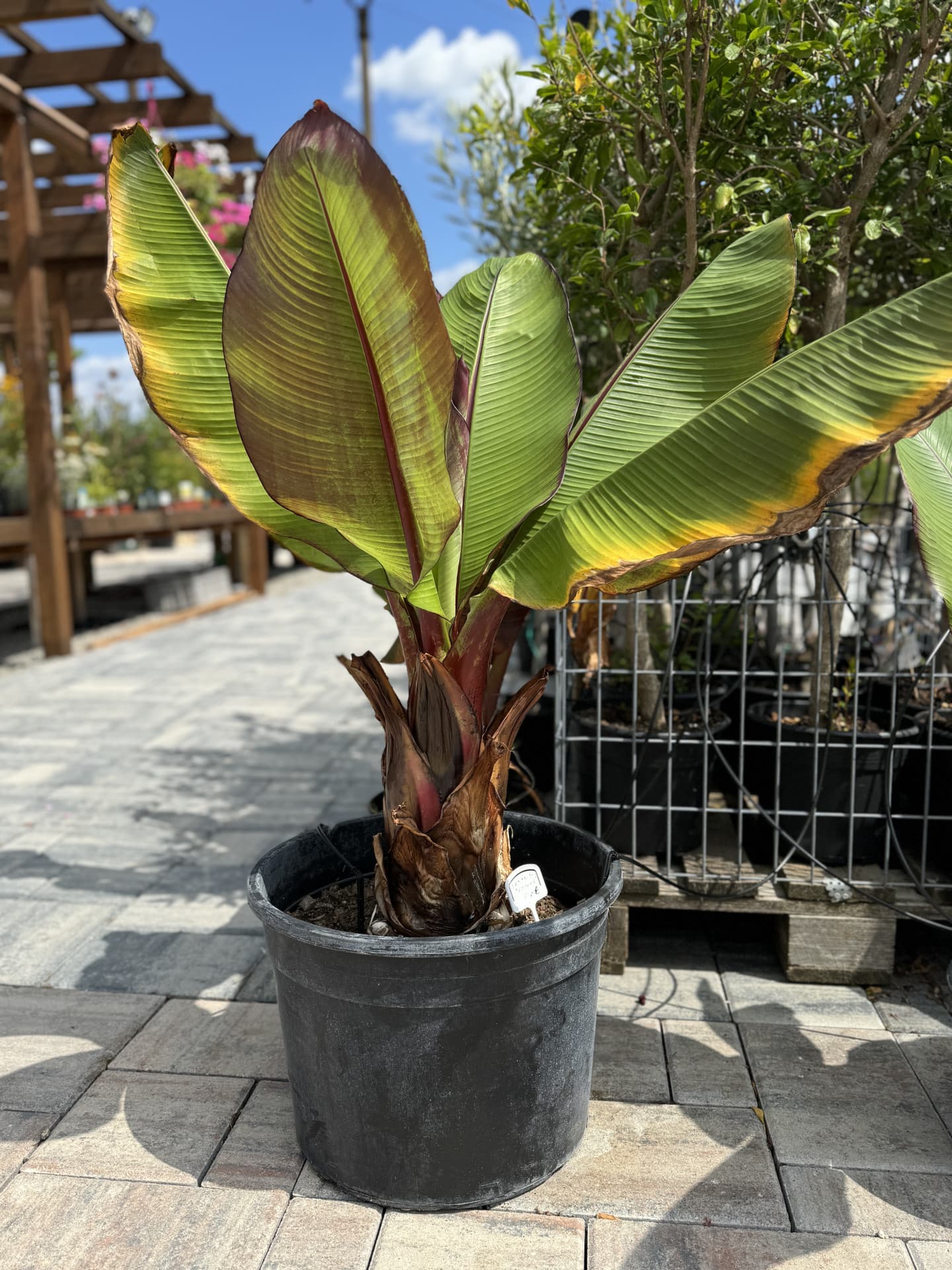 Banánovník červený