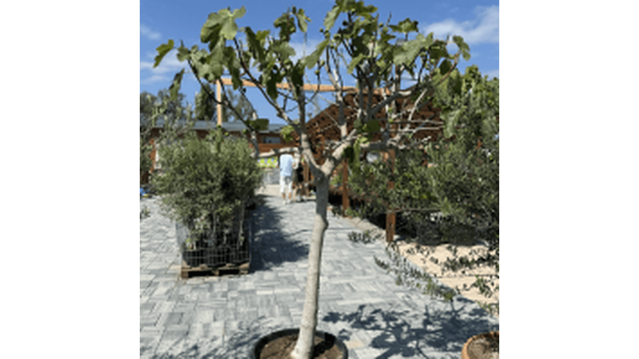 Figovníky až do -15