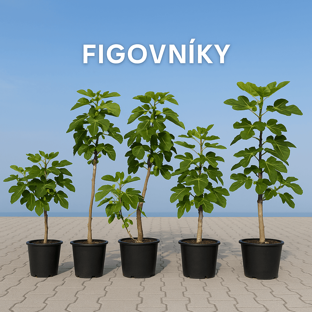 Figovníky