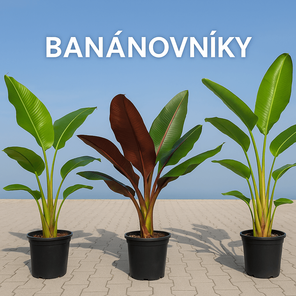 Banánovníky