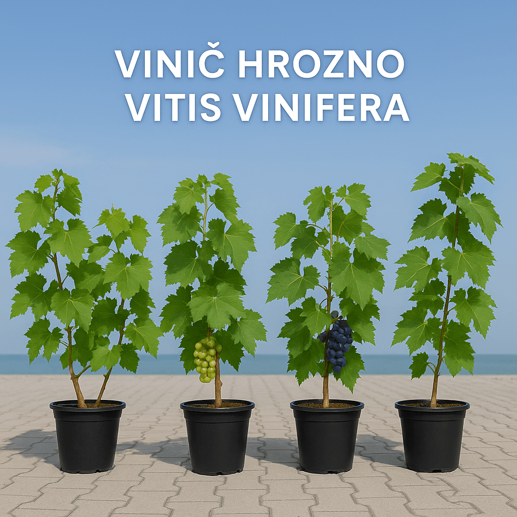 Vinič hrozno / Vitis Vinisfera