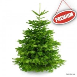Živý Vianočný stromček Normandská jedľa  - 1. trieda premium 200-250 cm Abies Nordmanniana 