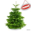 Živý Vianočný stromček Normandská jedľa  - 1. trieda premium 250-270 cm Abies Nordmanniana 