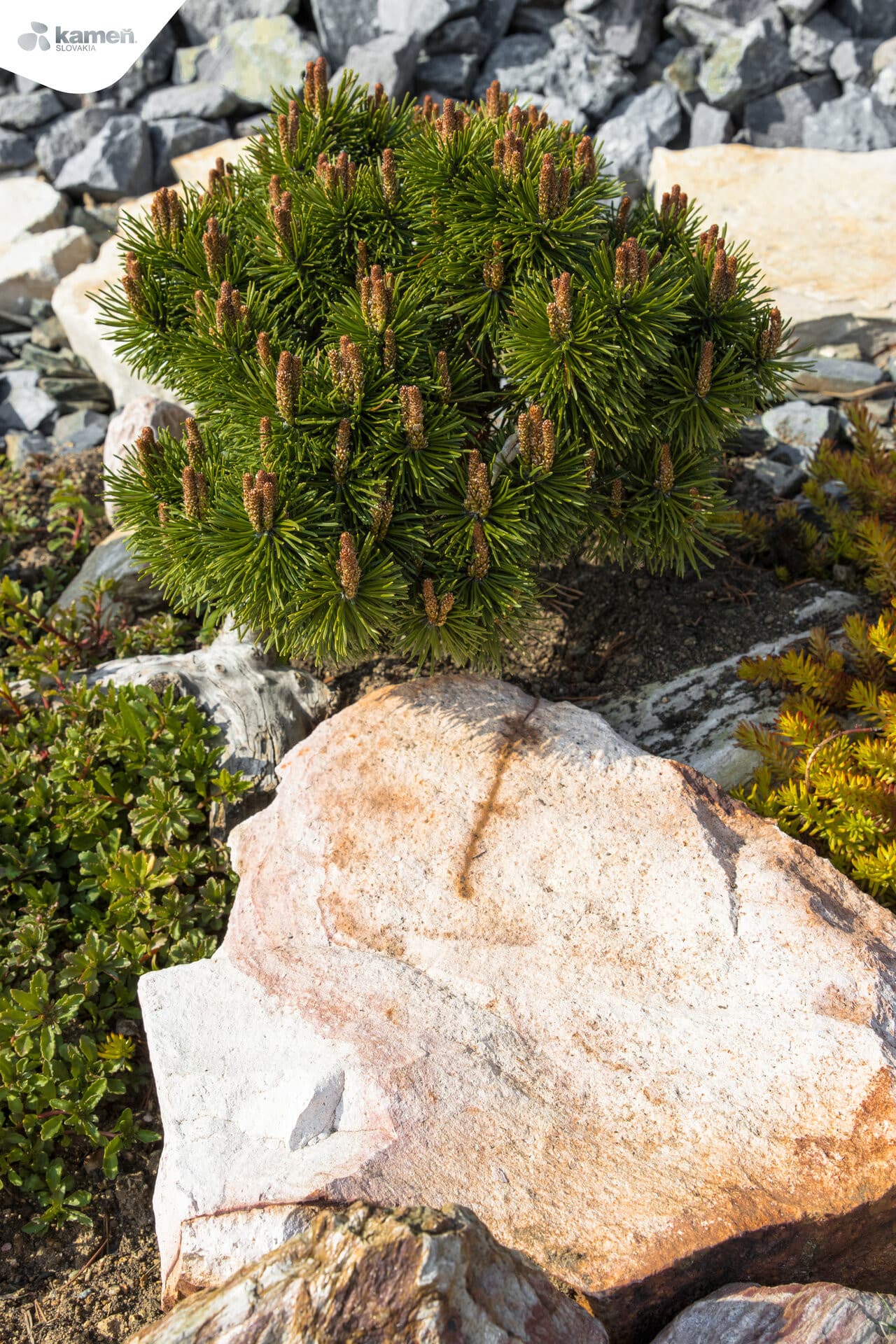 Ryolit R35 kusový kameň / lomový kameň - thumbnail 3