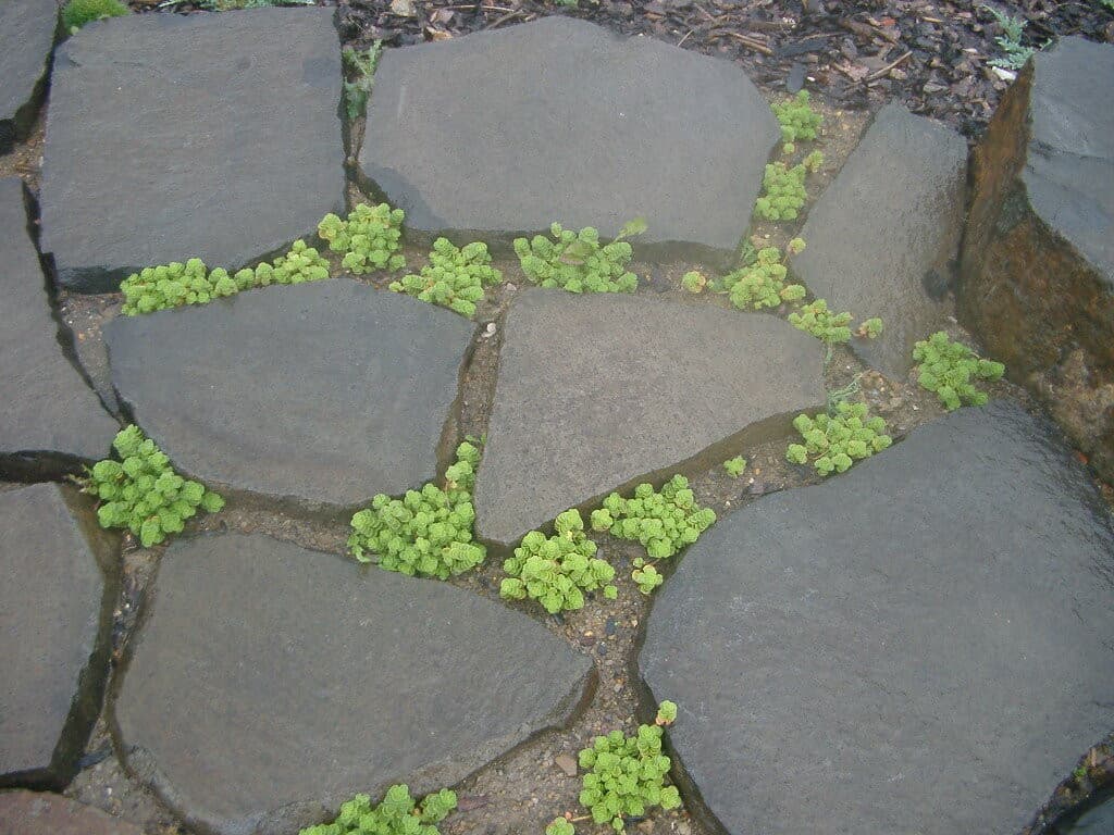 Čadič C88 nášľapné kamene / schody - thumbnail 4