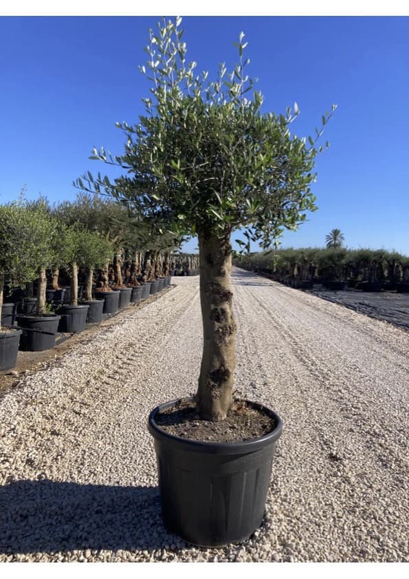 Product image 5393656