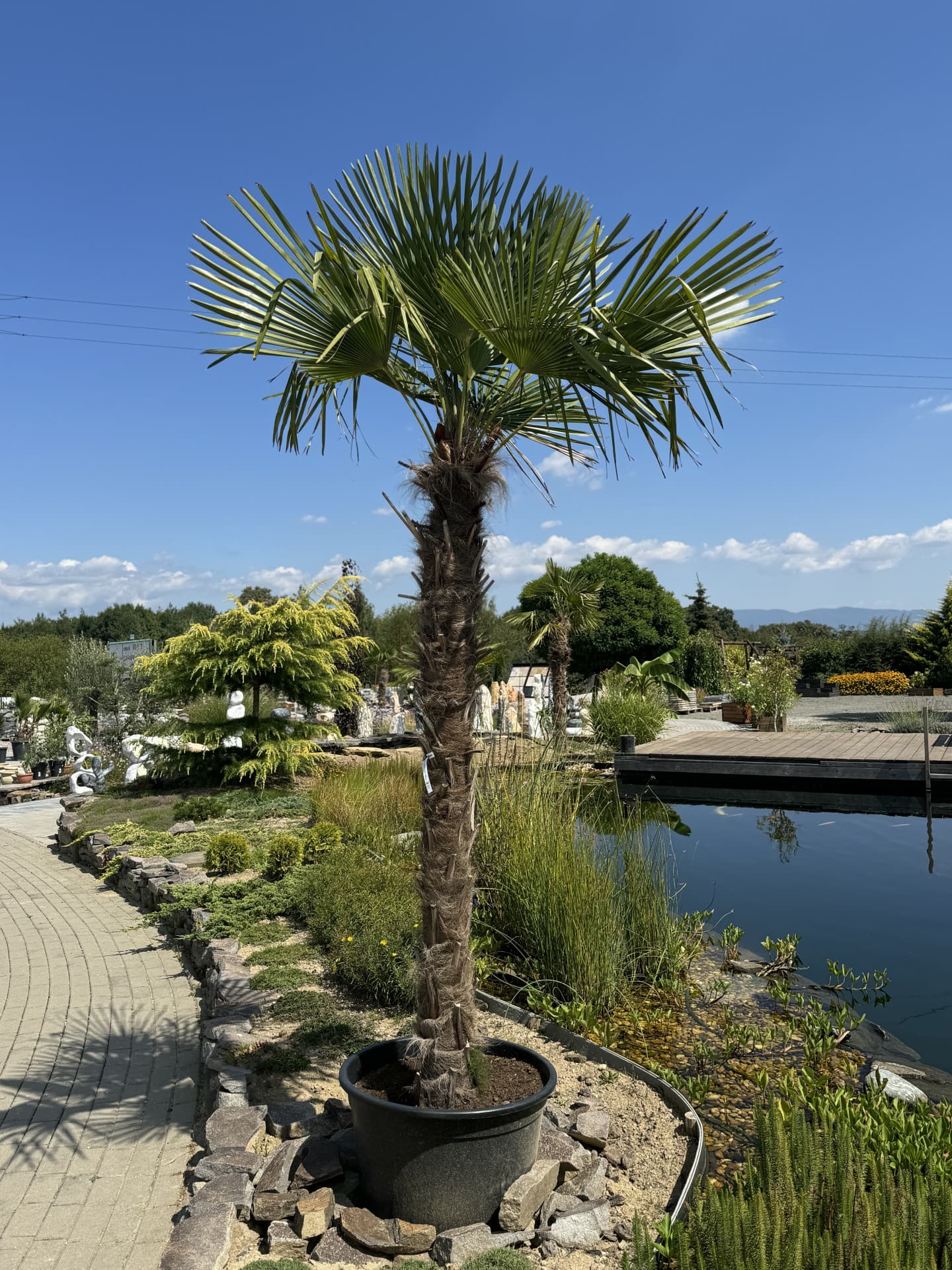 Trachycarpus Fortunei 300-400cm - thumbnail 1