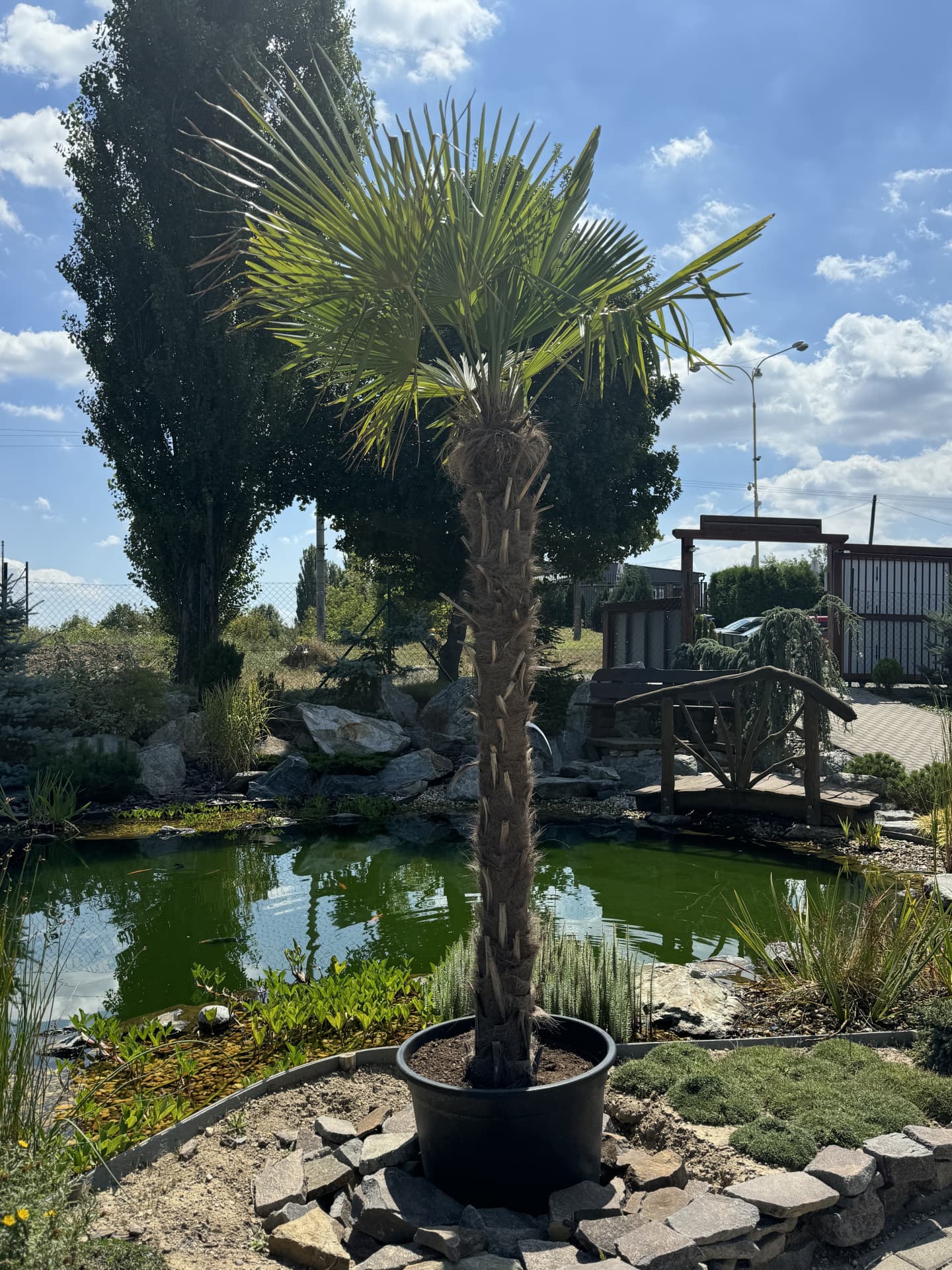 Trachycarpus Fortunei 300-400cm - thumbnail 3