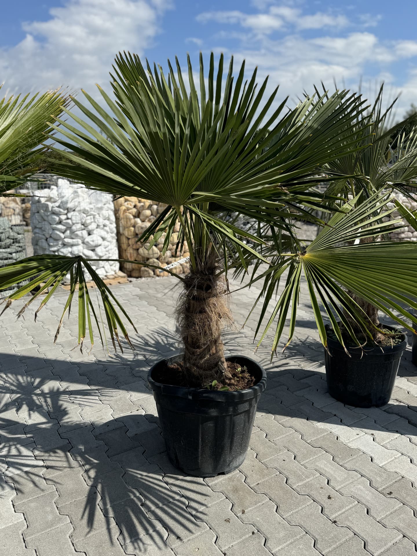 Trachycarpus Fortunei 150cm - thumbnail 2