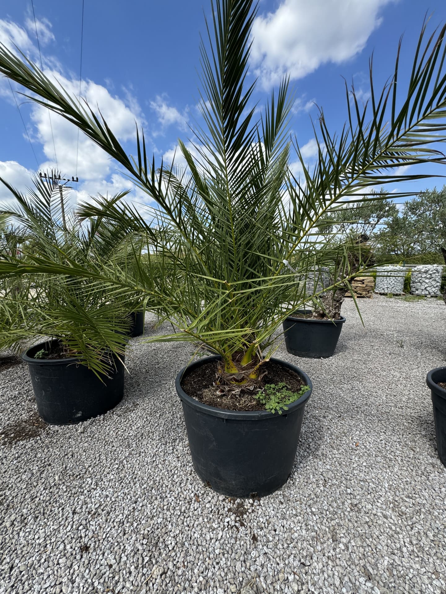 Phoenix Canariensis 330l - thumbnail 1