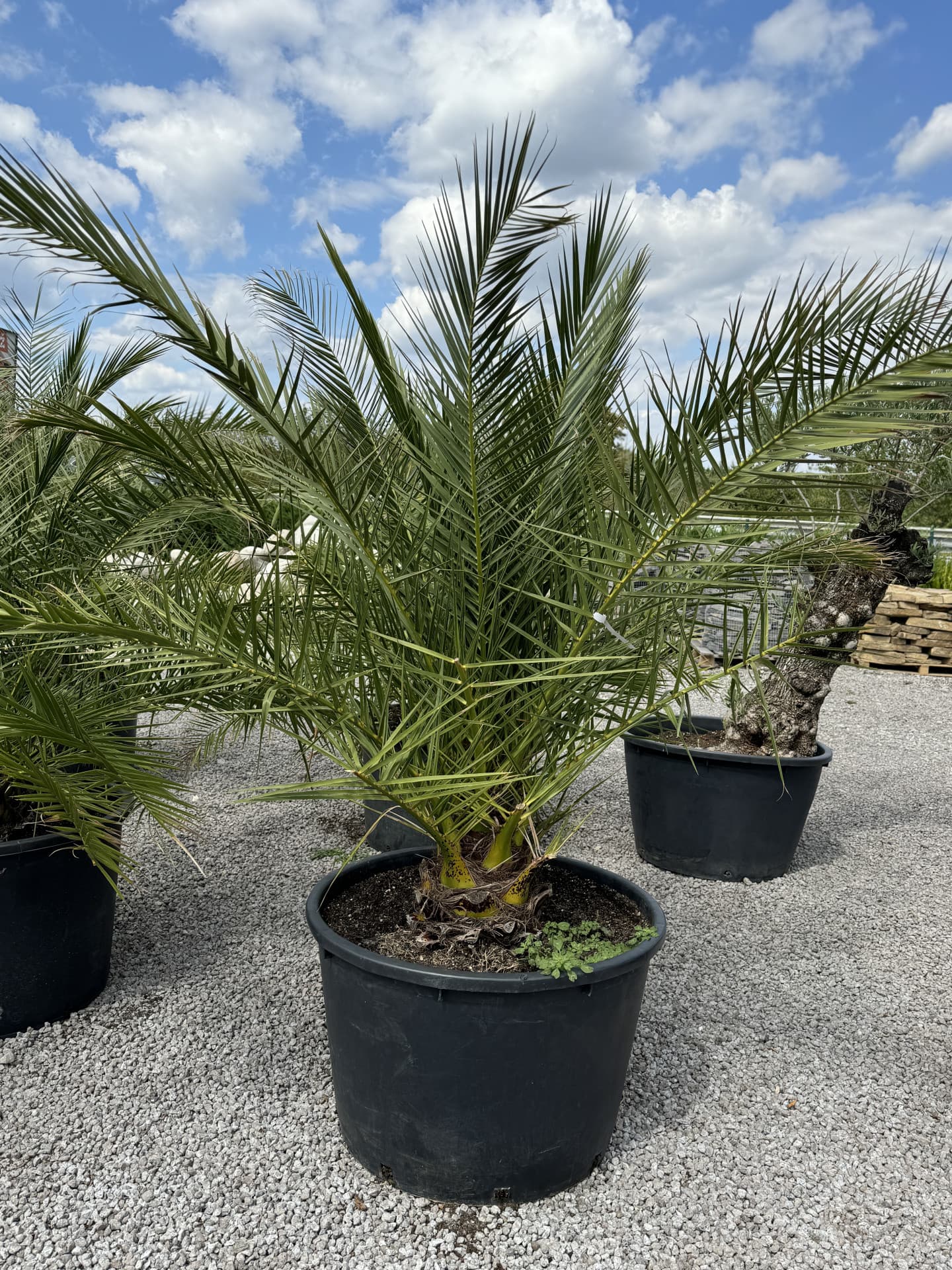 Phoenix Canariensis 330l - thumbnail 2