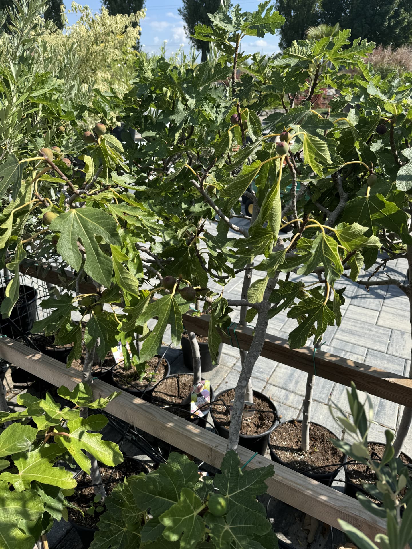 Ficus copa - Figovník na kmienku - thumbnail 2