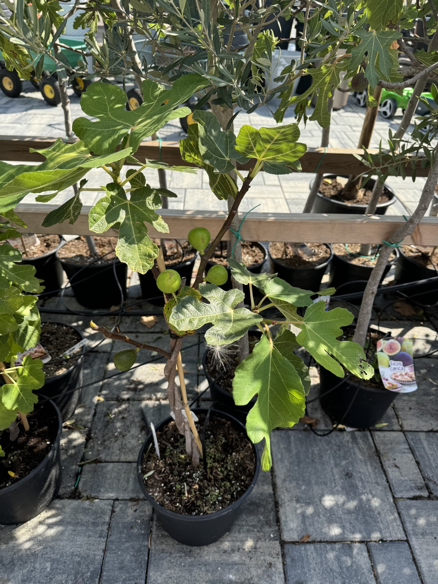 Ficus copa - Figovník na kmienku - thumbnail 3