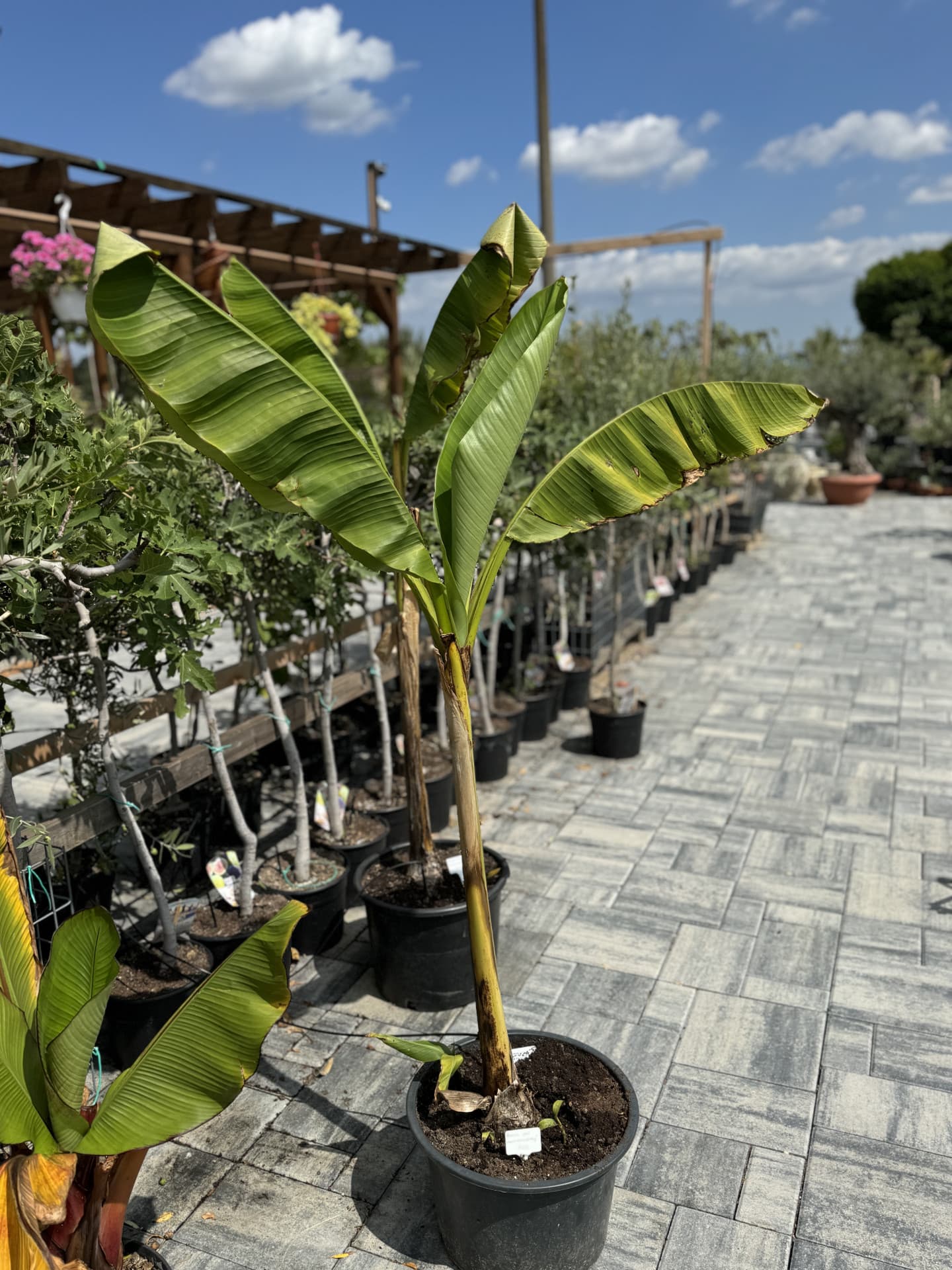 Banánovník zelený - Musa Basjoo - thumbnail 2