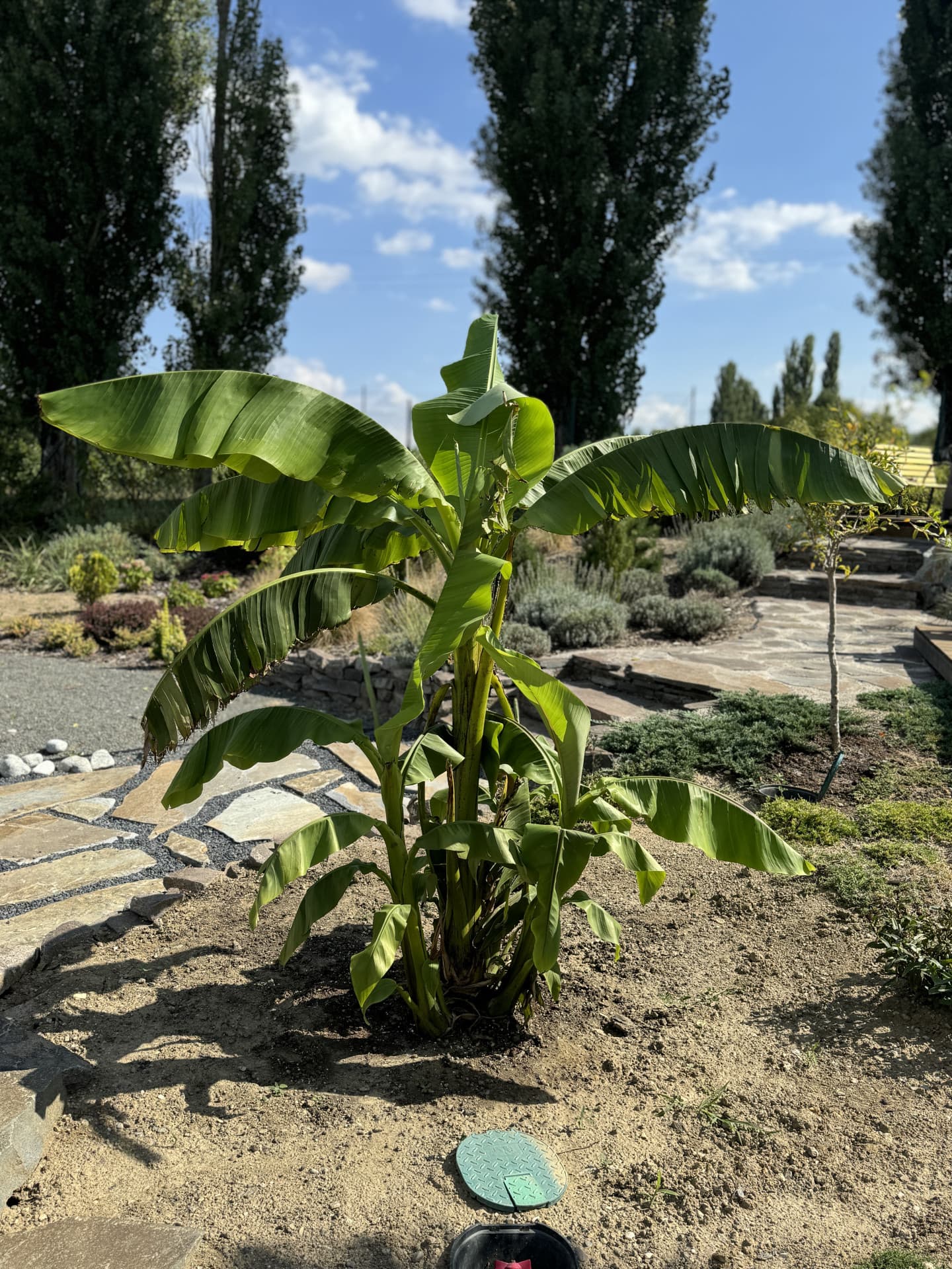 Banánovník zelený - Musa Basjoo - thumbnail 1