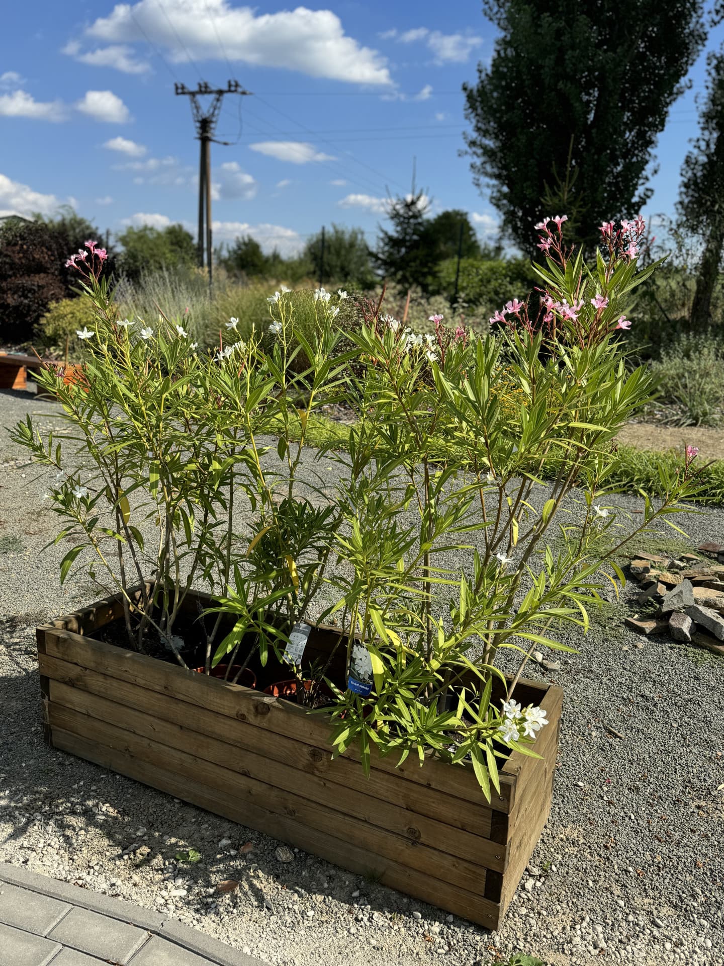 Oleander 30l - thumbnail 2