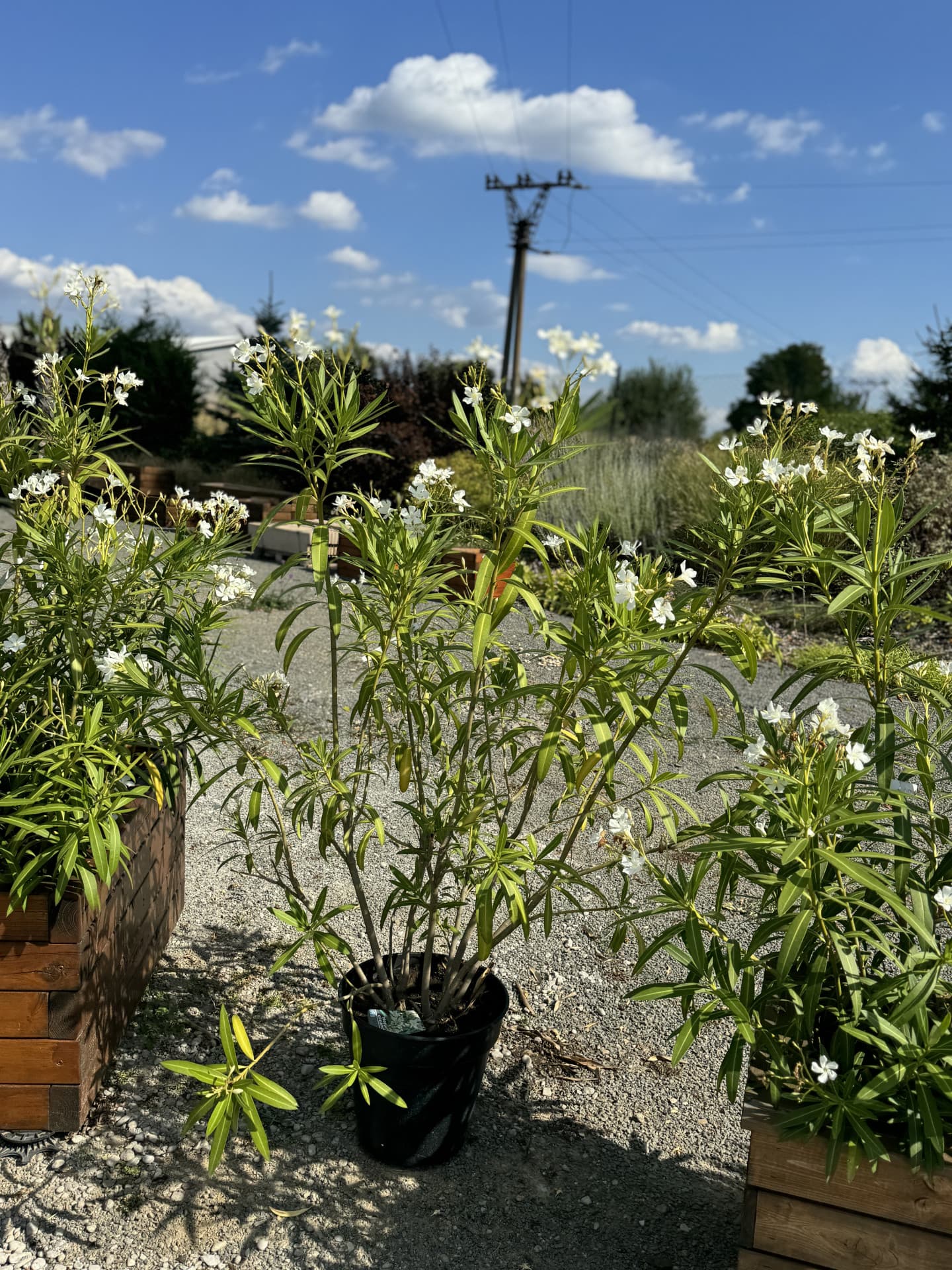 Oleander 30l - thumbnail 3