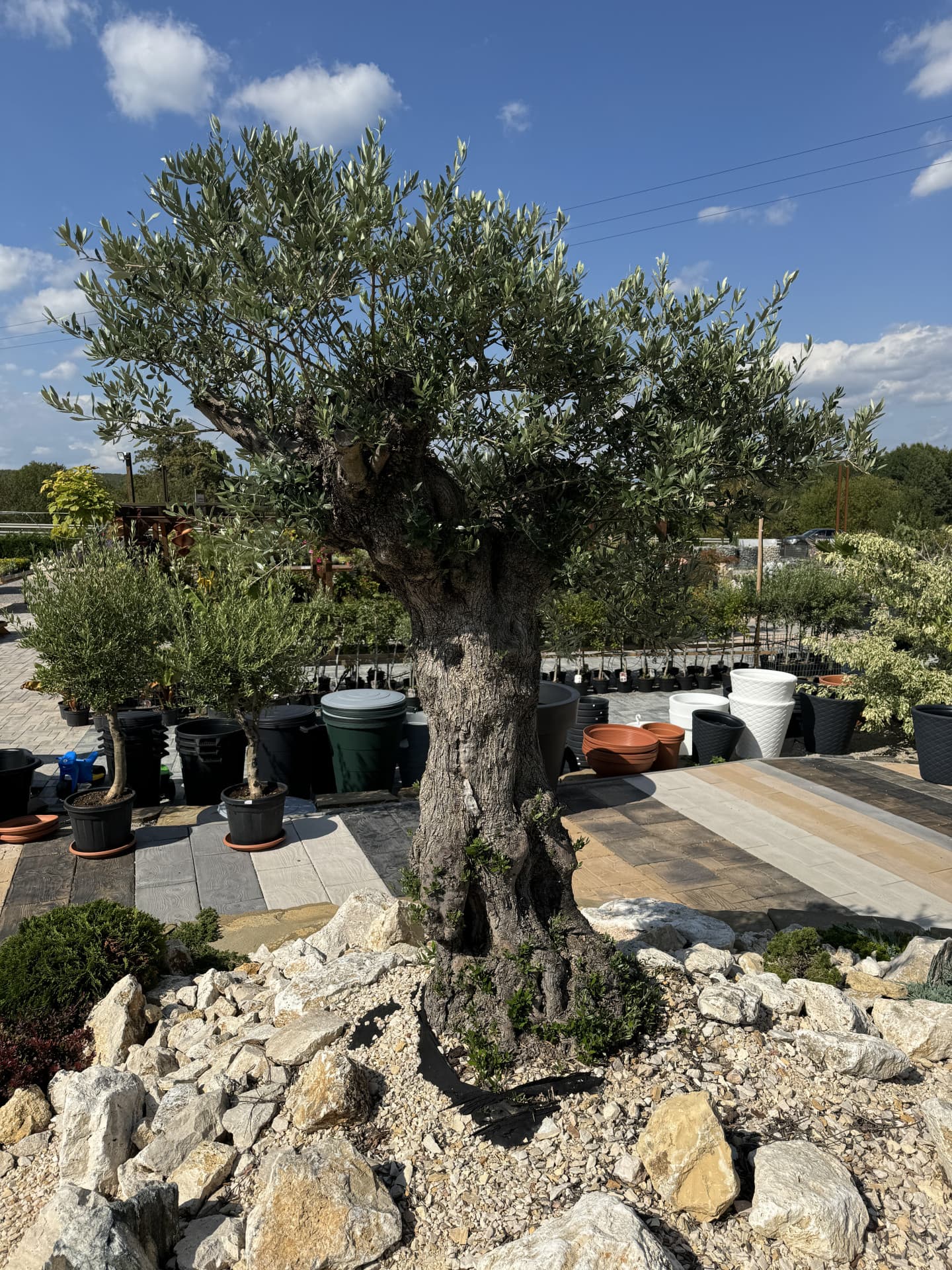 Olivovník OLEA EUROPAEA MINIBONSAI 80/100 P. - thumbnail 1