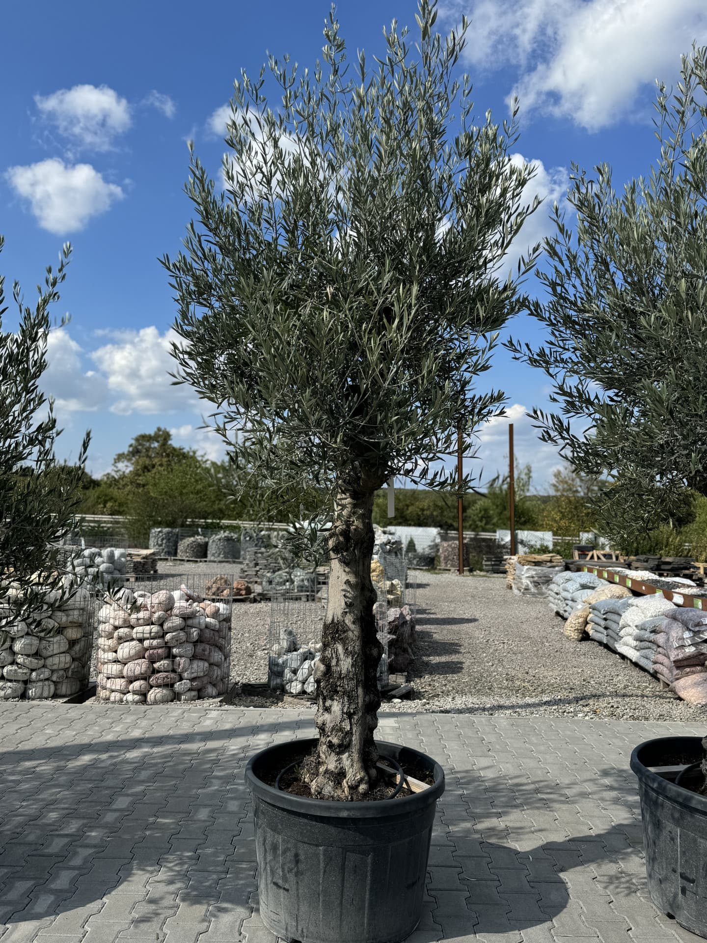 Olivovník OLEA EUROPAEA MINIBONSAI 80/100 P. - thumbnail 2