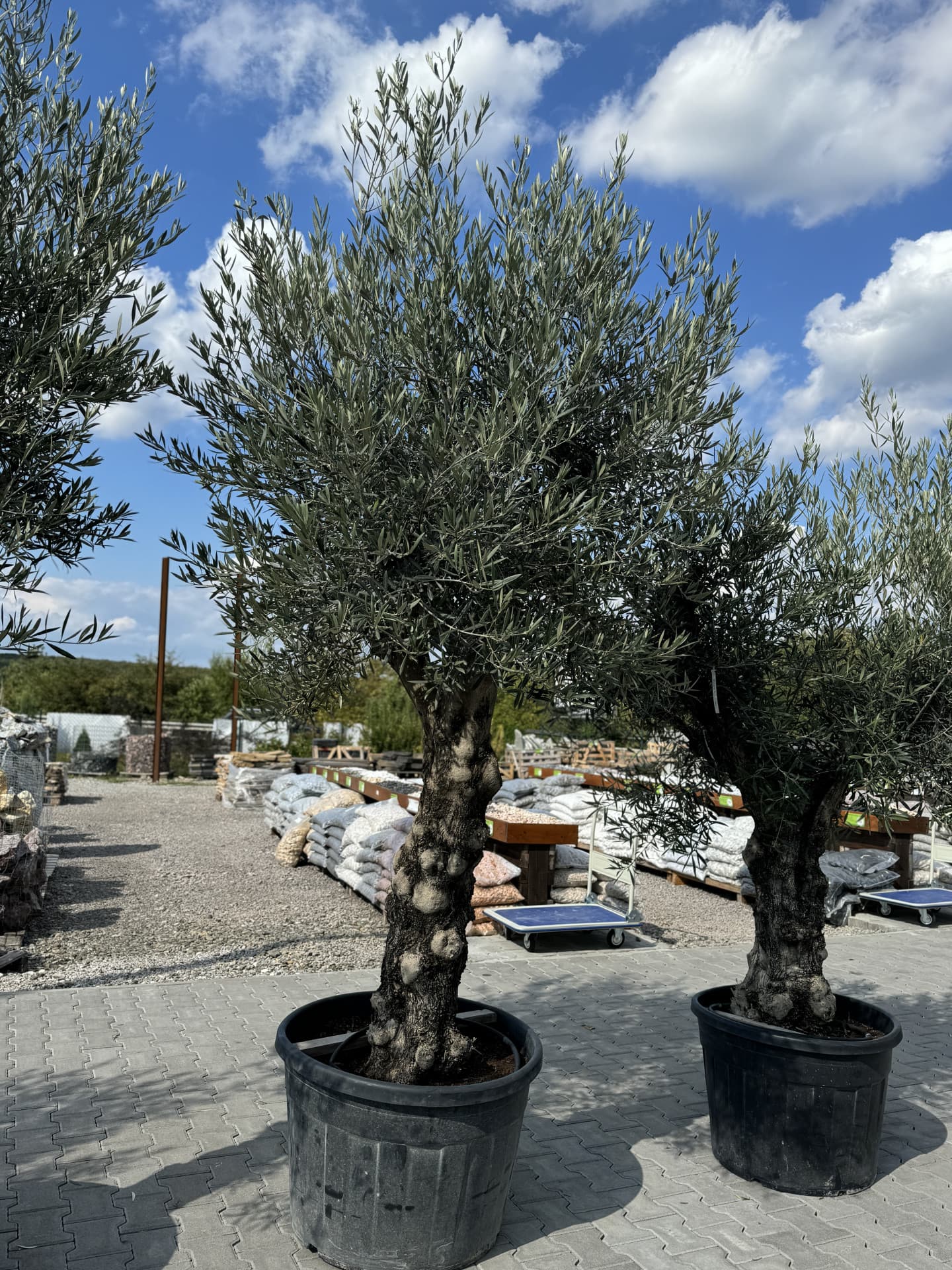 Olivovník OLEA EUROPAEA MINIBONSAI 80/100 P. - thumbnail 3