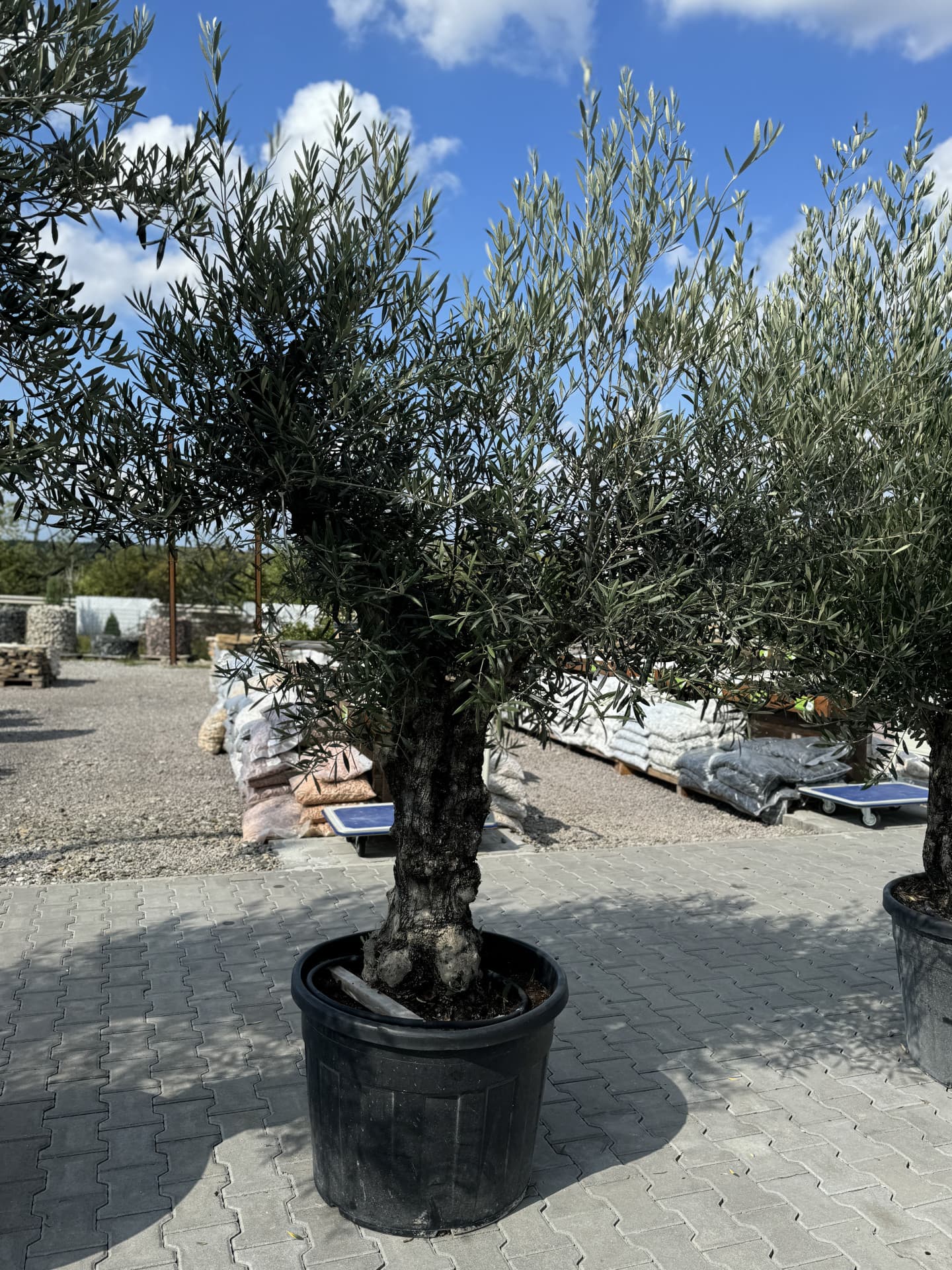 Olivovník OLEA EUROPAEA MINIBONSAI 80/100 P. - thumbnail 4