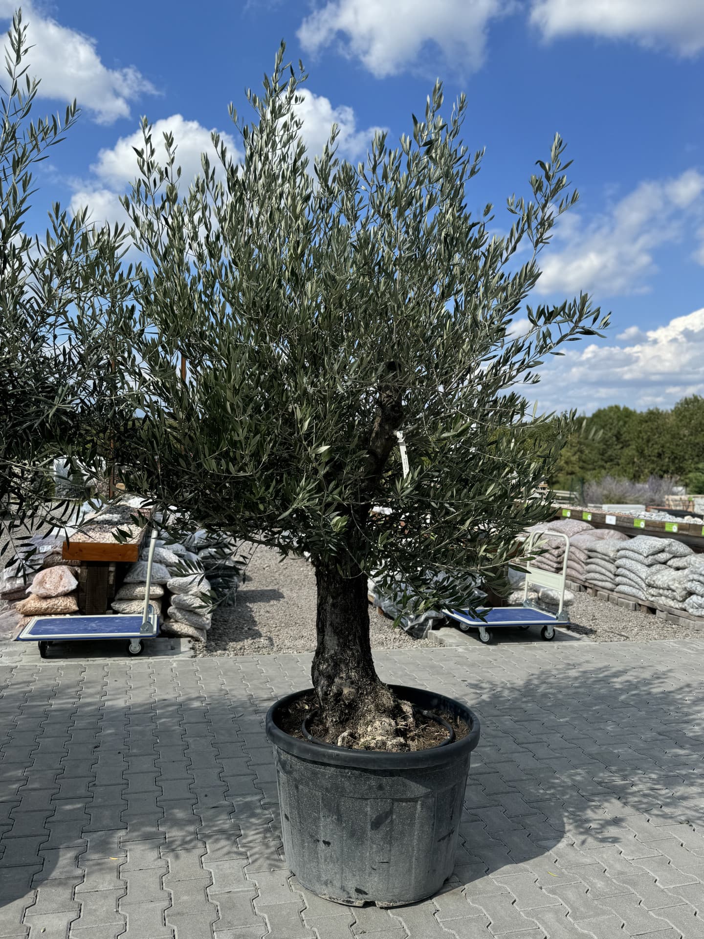 Olivovník OLEA EUROPAEA MINIBONSAI 80/100 P. - thumbnail 5