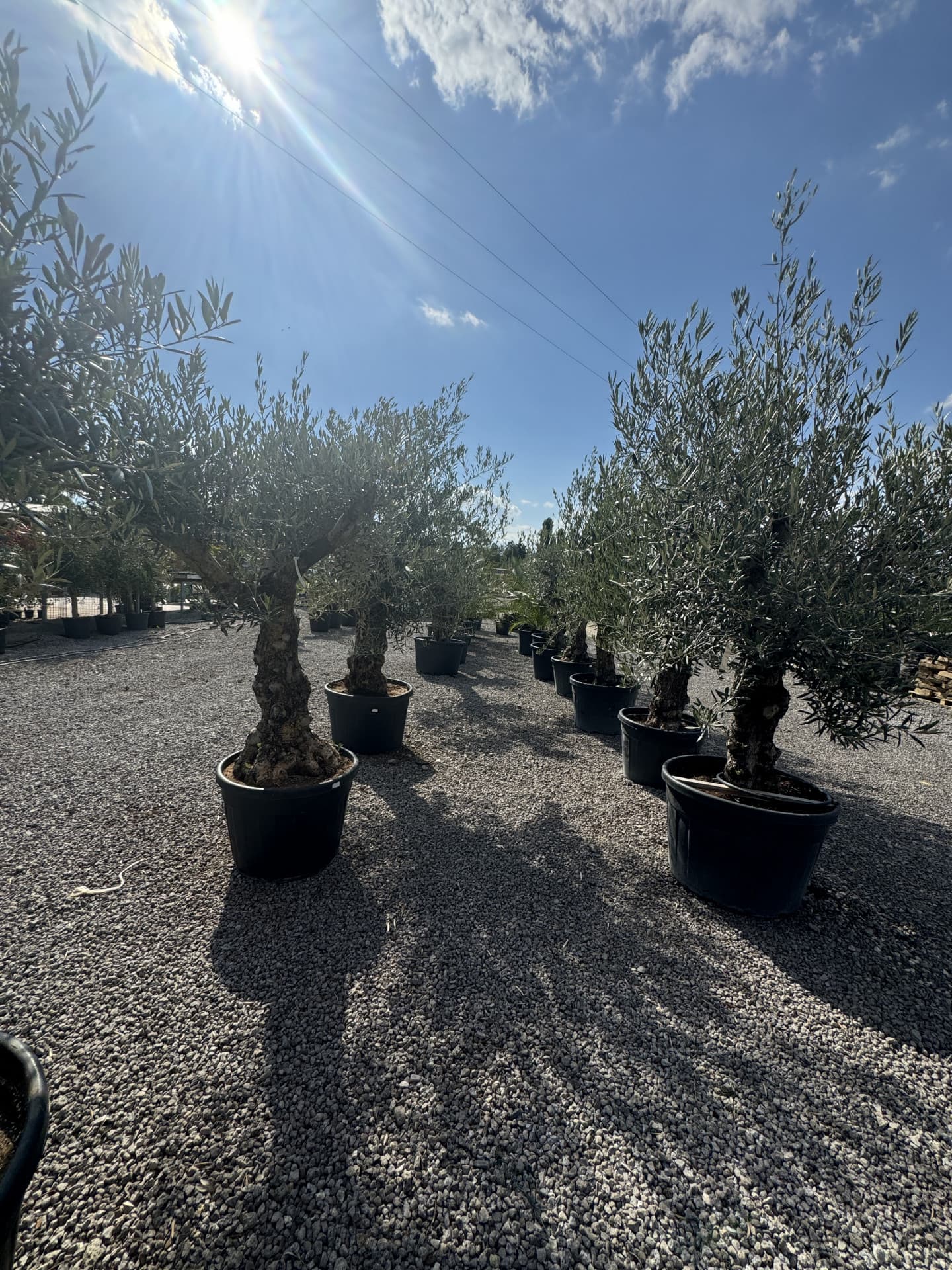 Olivovník OLEA EUROPAEA MINIBONSAI 80/100 P. - thumbnail 6