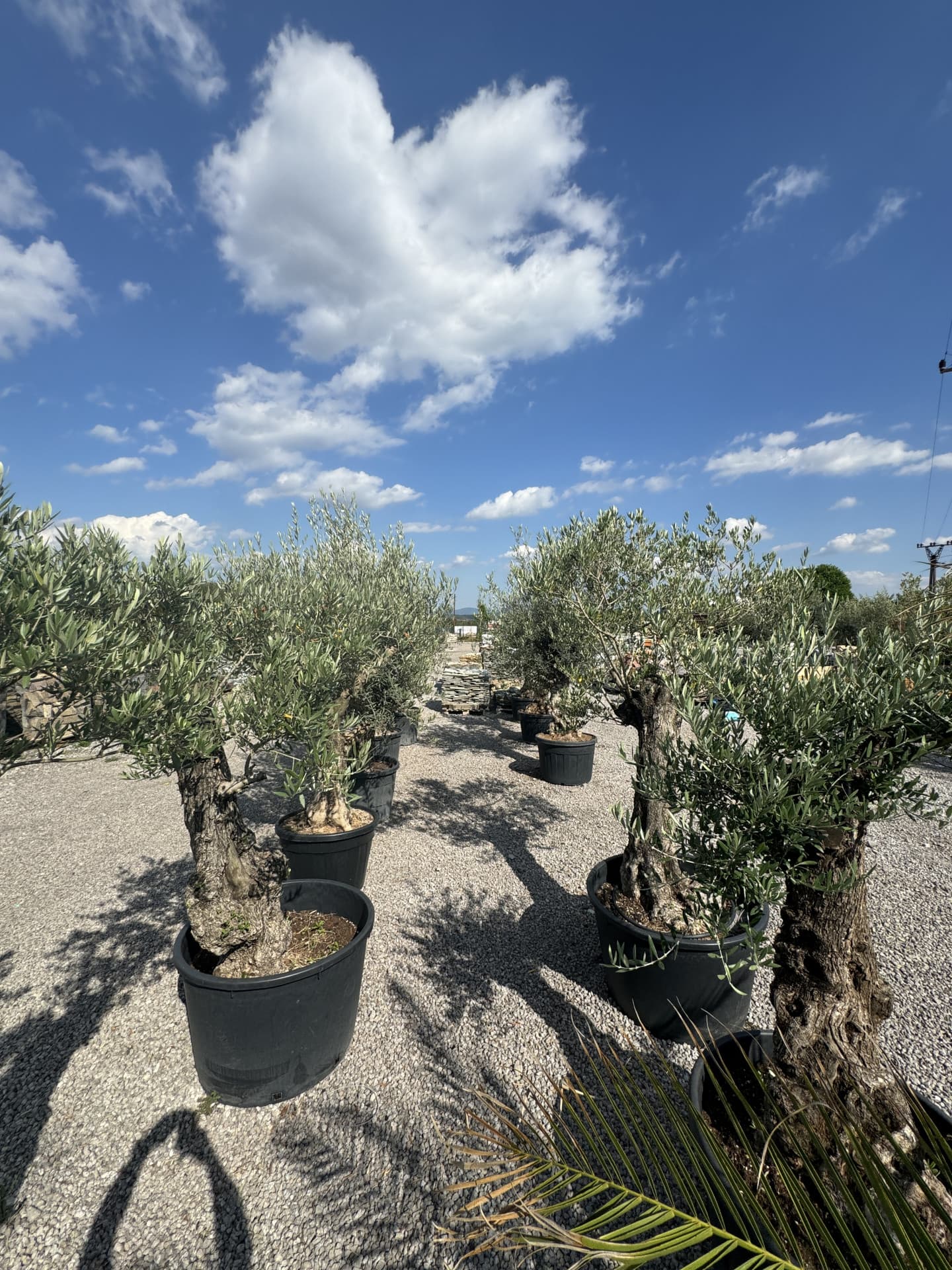 Olivovník OLEA EUROPAEA MINIBONSAI 80/100 P. - thumbnail 7