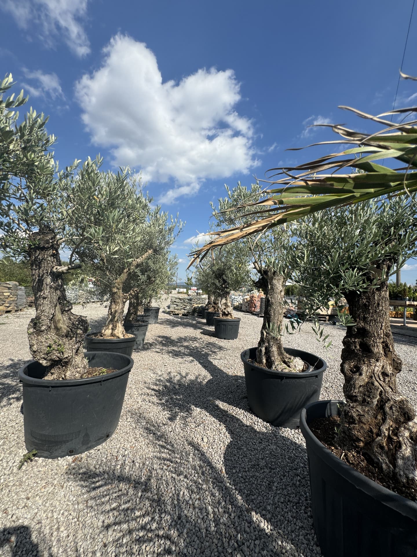 Olivovník OLEA EUROPAEA MINIBONSAI 80/100 P. - thumbnail 8