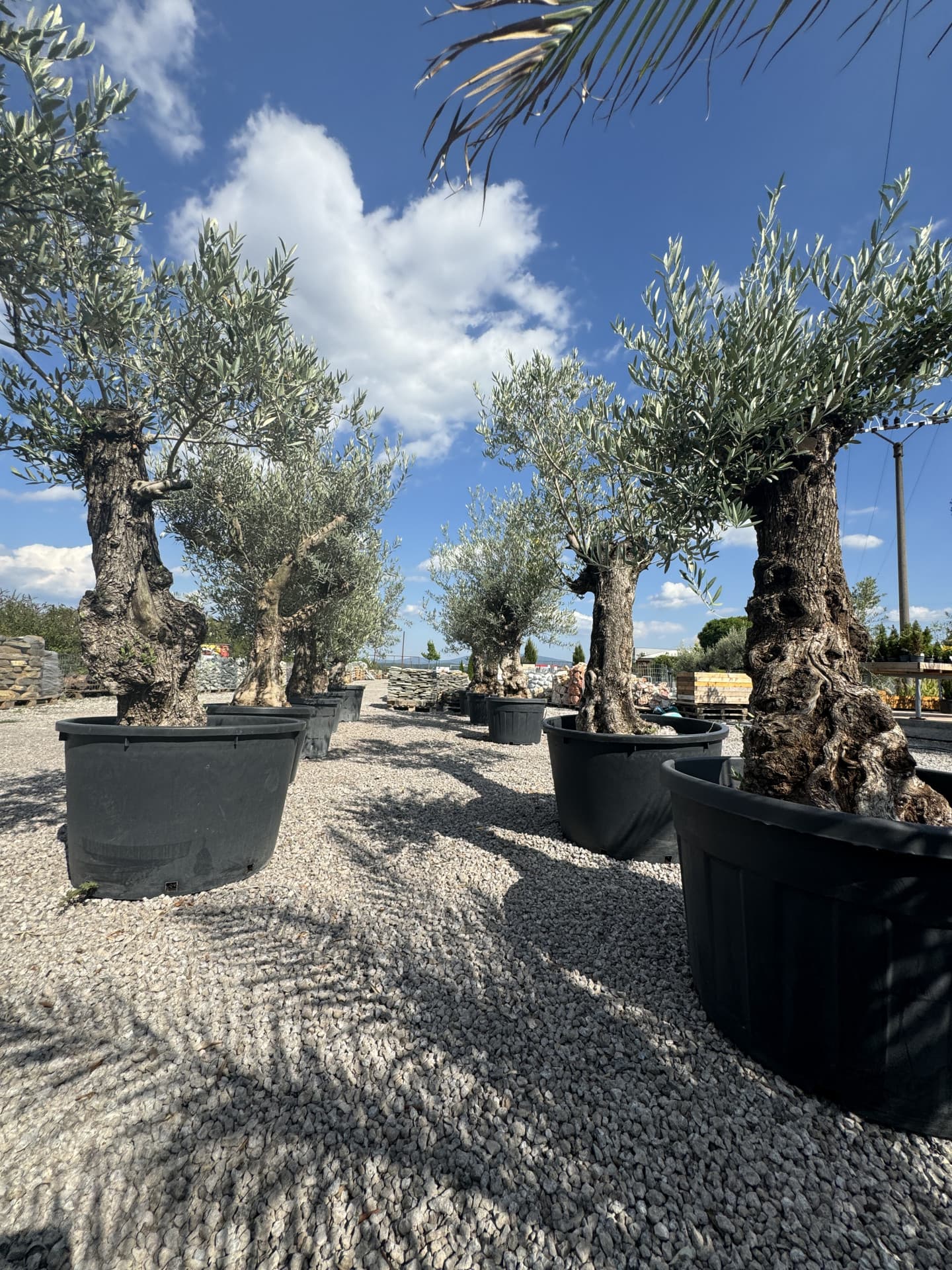 Olivovník OLEA EUROPAEA MINIBONSAI 80/100 P. - thumbnail 9