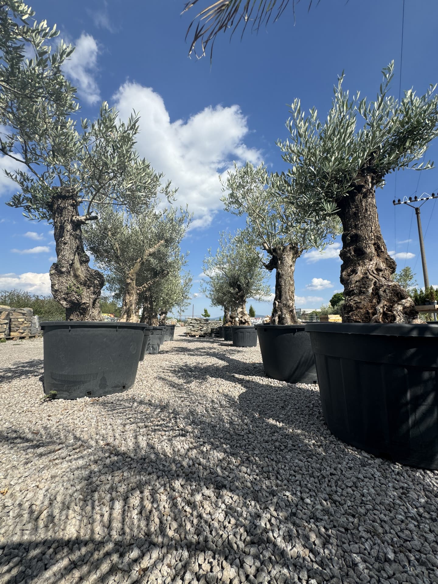 Olivovník OLEA EUROPAEA MINIBONSAI 80/100 P. - thumbnail 10