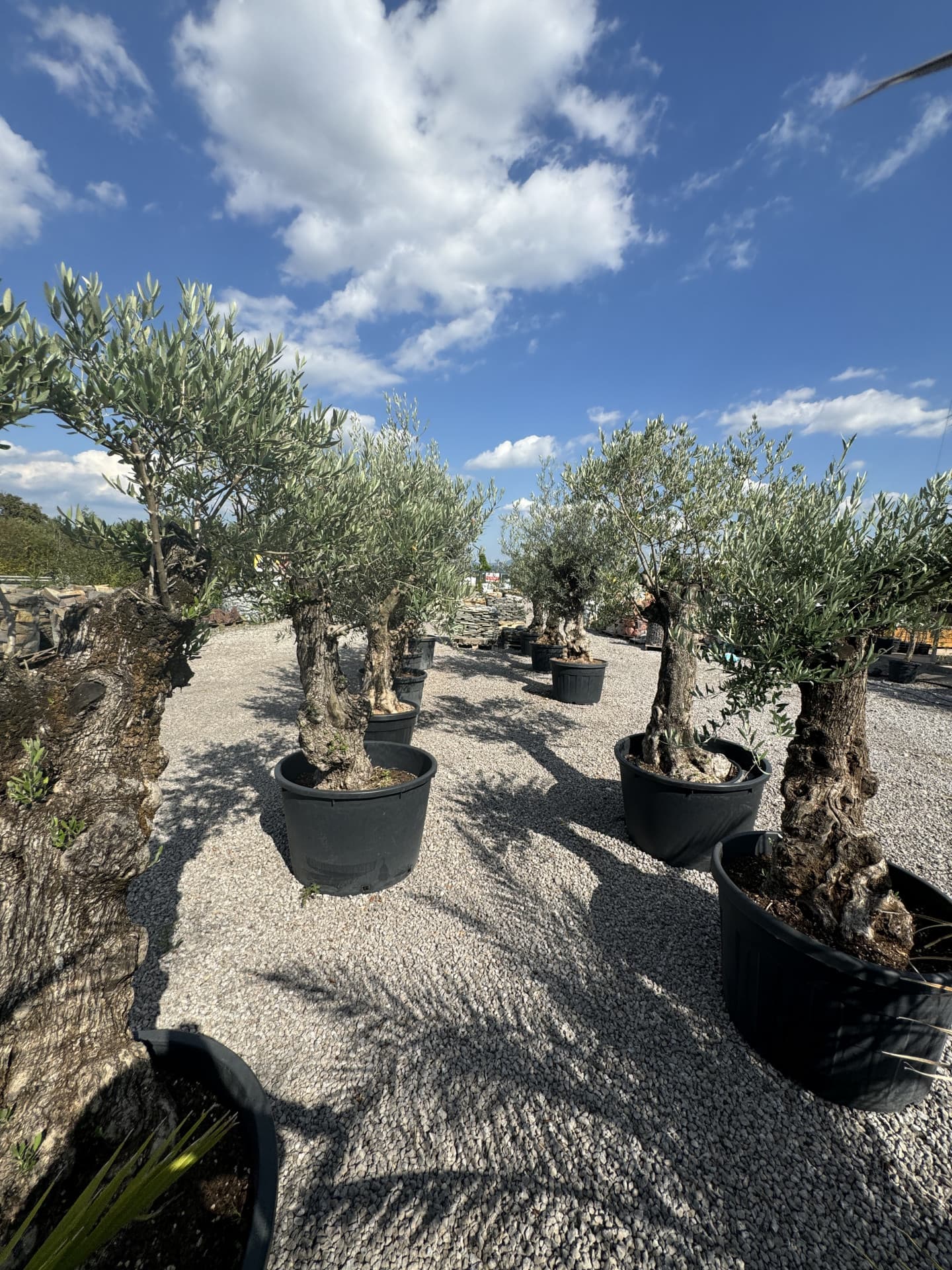 Olivovník OLEA EUROPAEA MINIBONSAI 80/100 P. - thumbnail 11