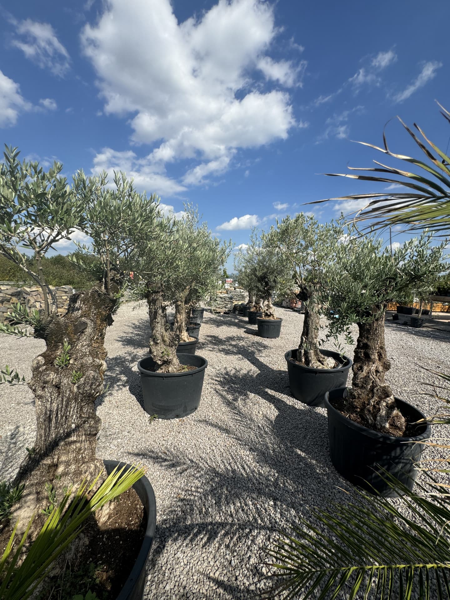 Olivovník OLEA EUROPAEA MINIBONSAI 80/100 P. - thumbnail 12