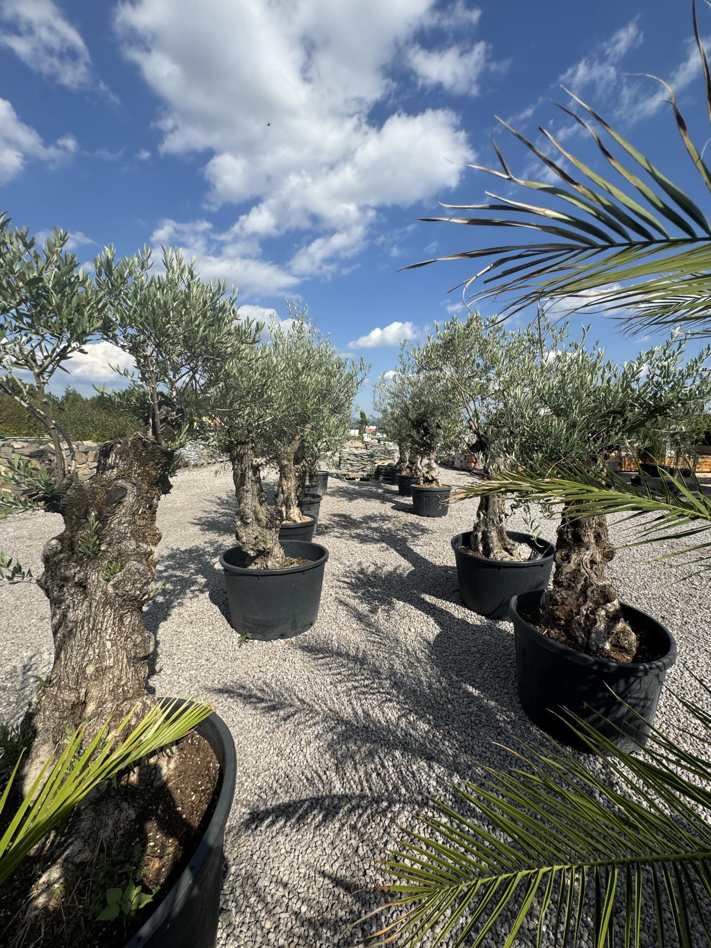 Olivovník OLEA EUROPAEA MINIBONSAI 80/100 P. - thumbnail 13