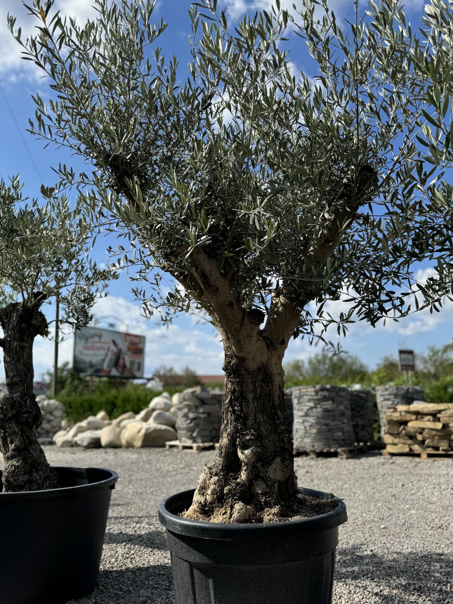 Olivovník OLEA EUROPAEA MINIBONSAI 80/100 P. - thumbnail 14