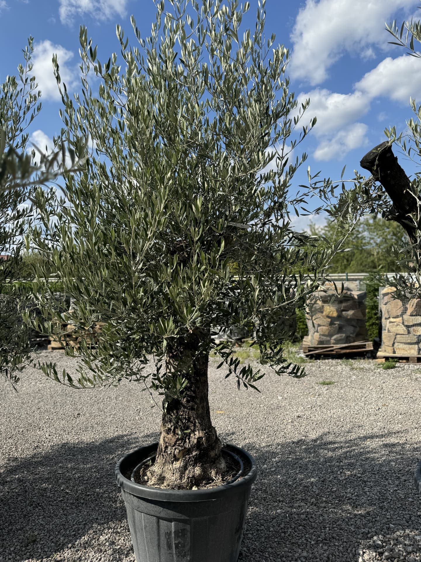 Olivovník OLEA EUROPAEA MINIBONSAI 80/100 P. - thumbnail 15