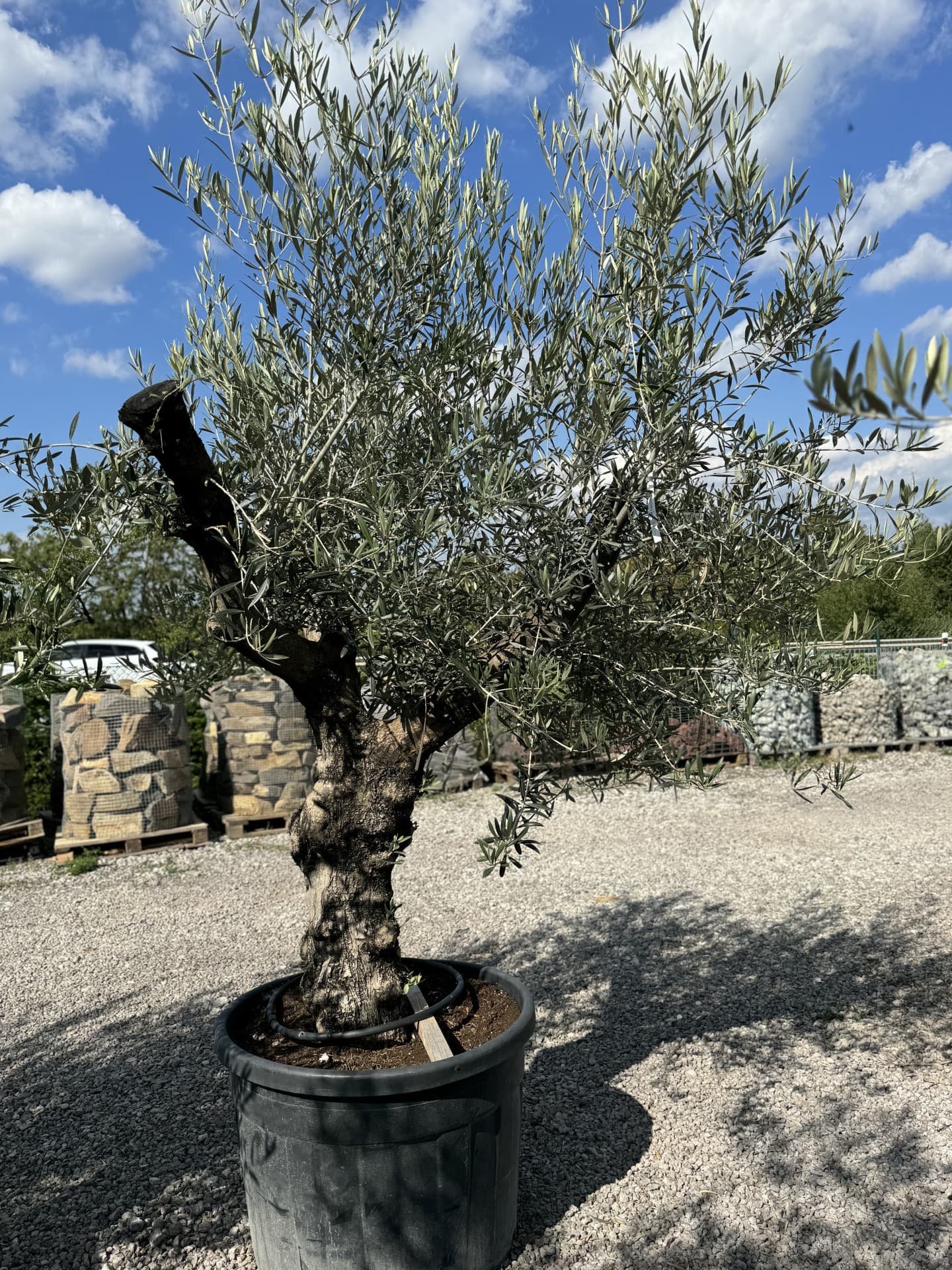 Olivovník OLEA EUROPAEA MINIBONSAI 80/100 P. - thumbnail 16