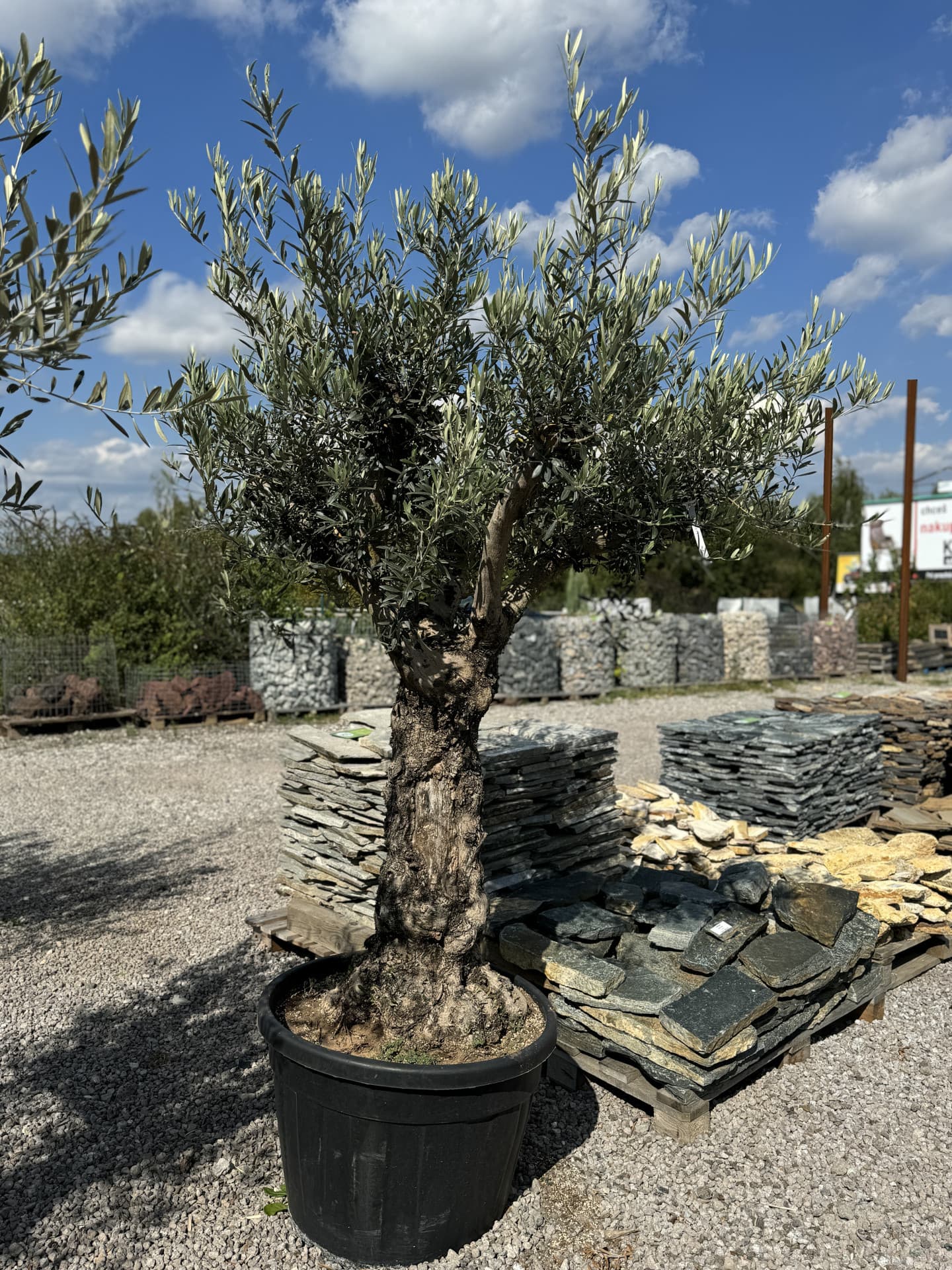 Olivovník OLEA EUROPAEA MINIBONSAI 80/100 P. - thumbnail 17