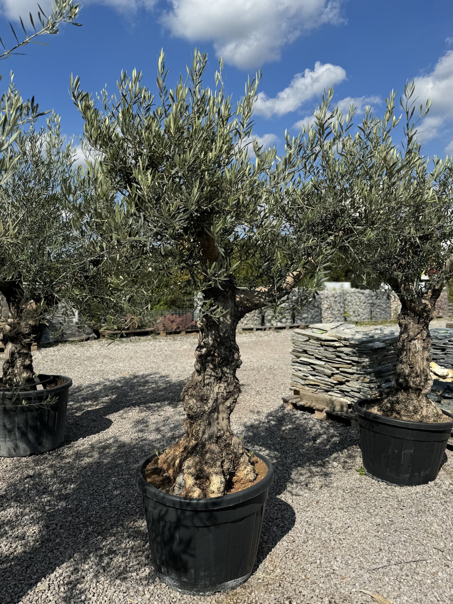 Olivovník OLEA EUROPAEA MINIBONSAI 80/100 P. - thumbnail 18