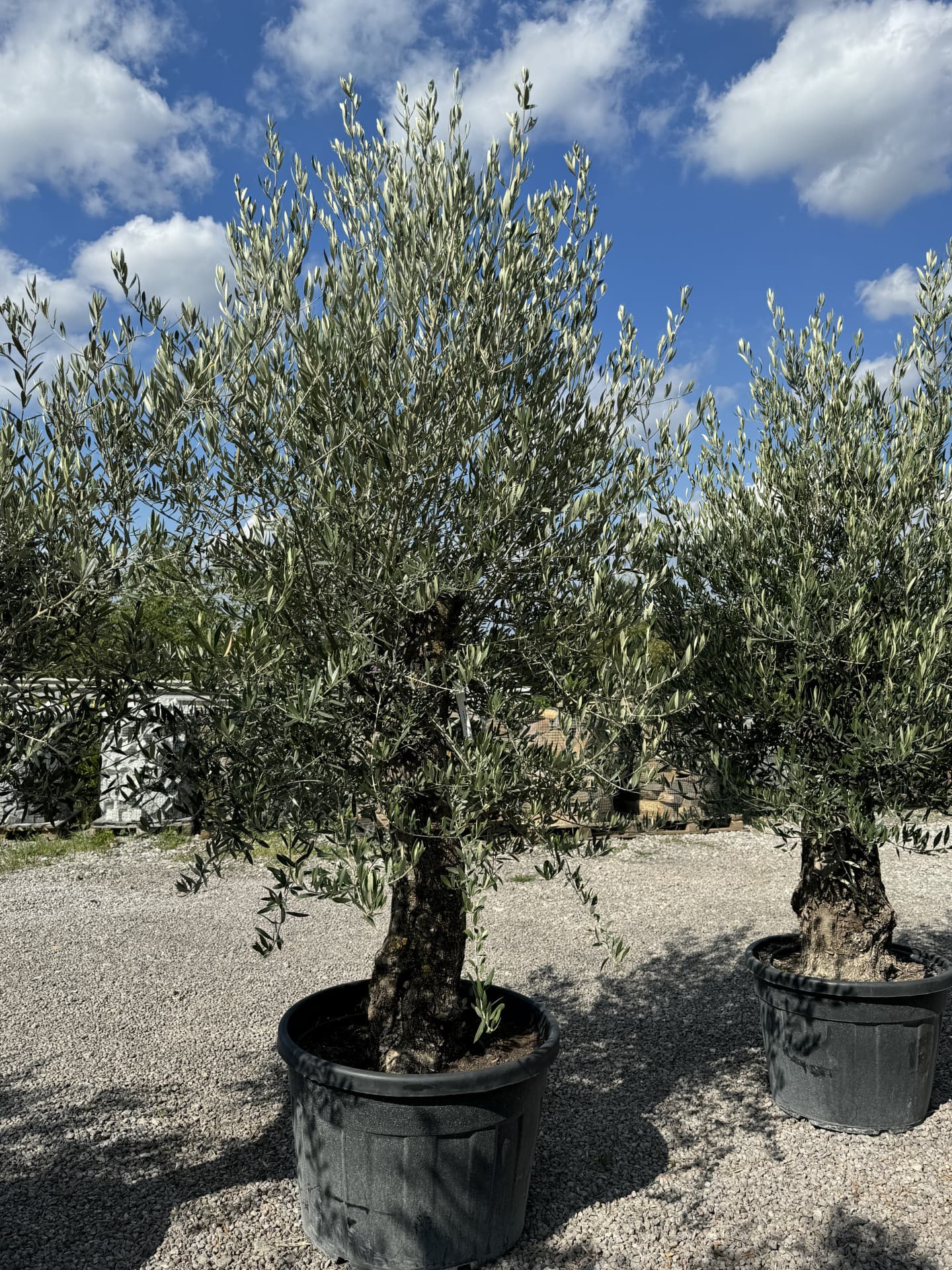 Olivovník OLEA EUROPAEA MINIBONSAI 80/100 P. - thumbnail 19