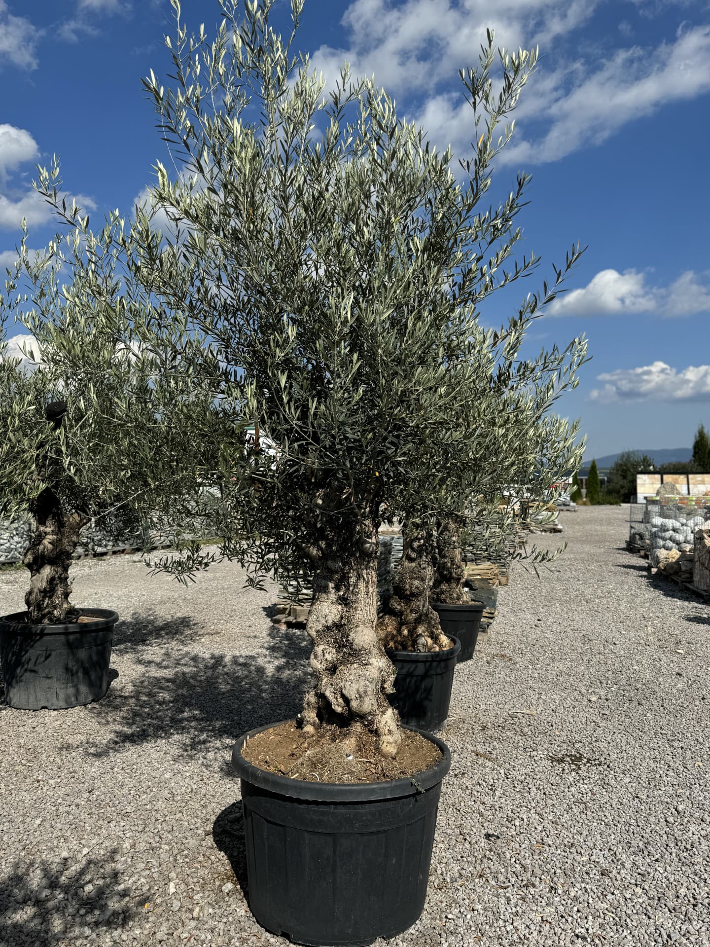 Olivovník OLEA EUROPAEA MINIBONSAI 80/100 P. - thumbnail 20