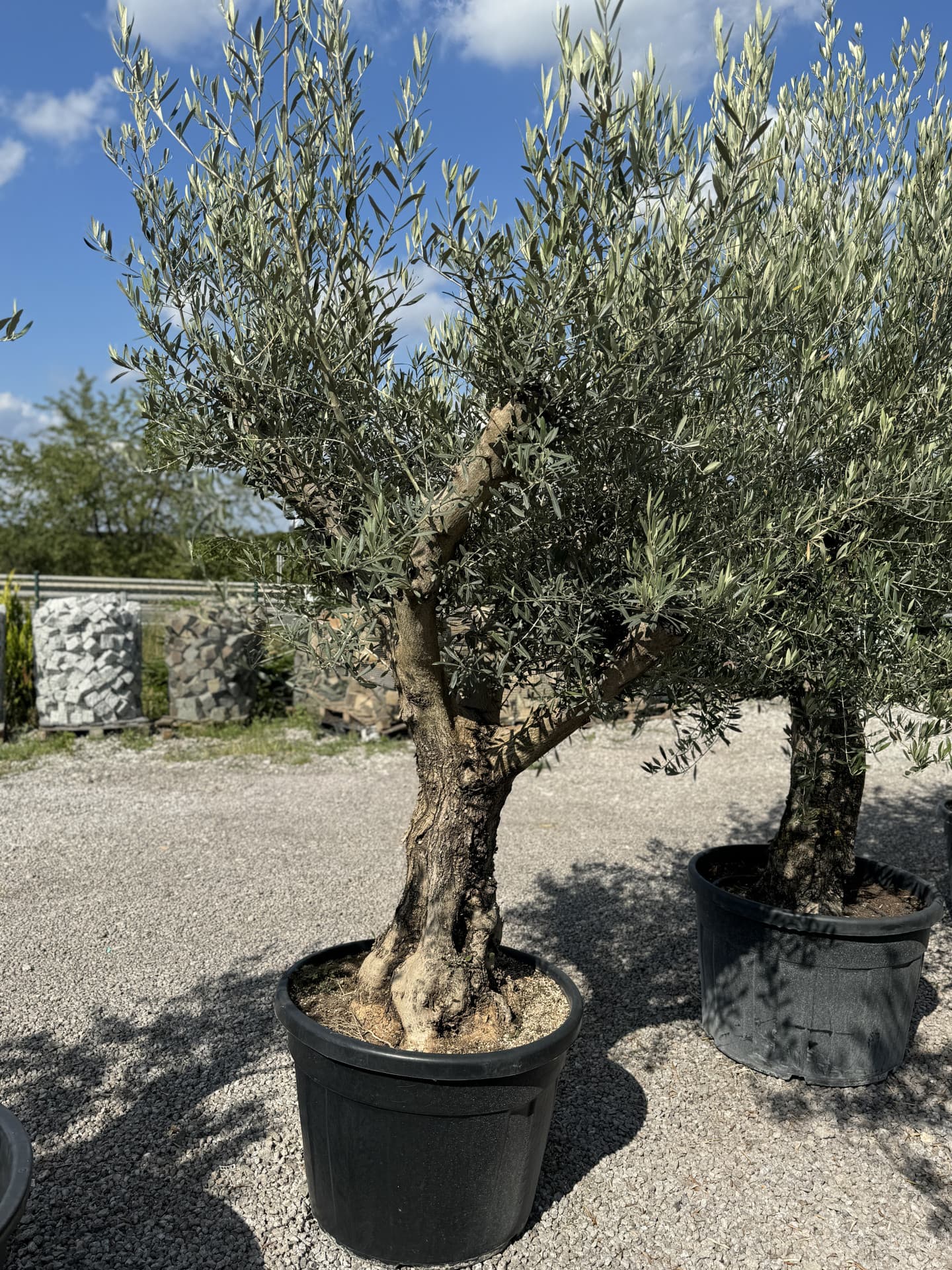 Olivovník OLEA EUROPAEA MINIBONSAI 80/100 P. - thumbnail 21