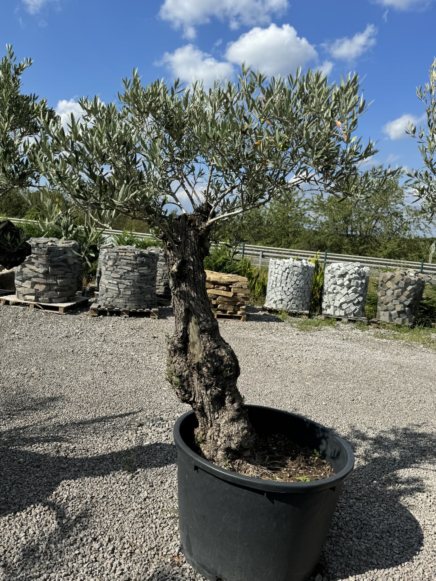Olivovník OLEA EUROPAEA MINIBONSAI 80/100 P. - thumbnail 22