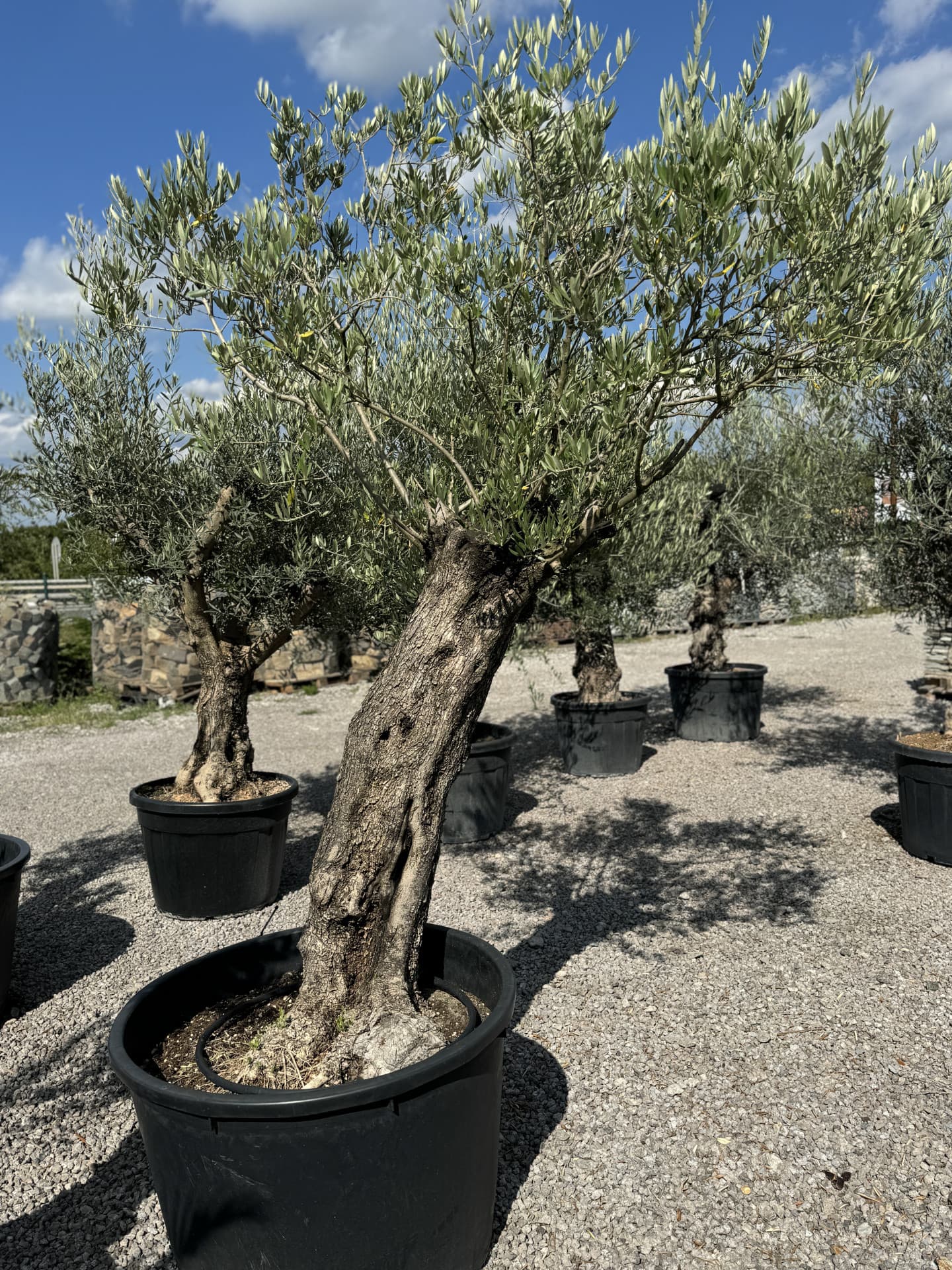 Olivovník OLEA EUROPAEA MINIBONSAI 80/100 P. - thumbnail 23