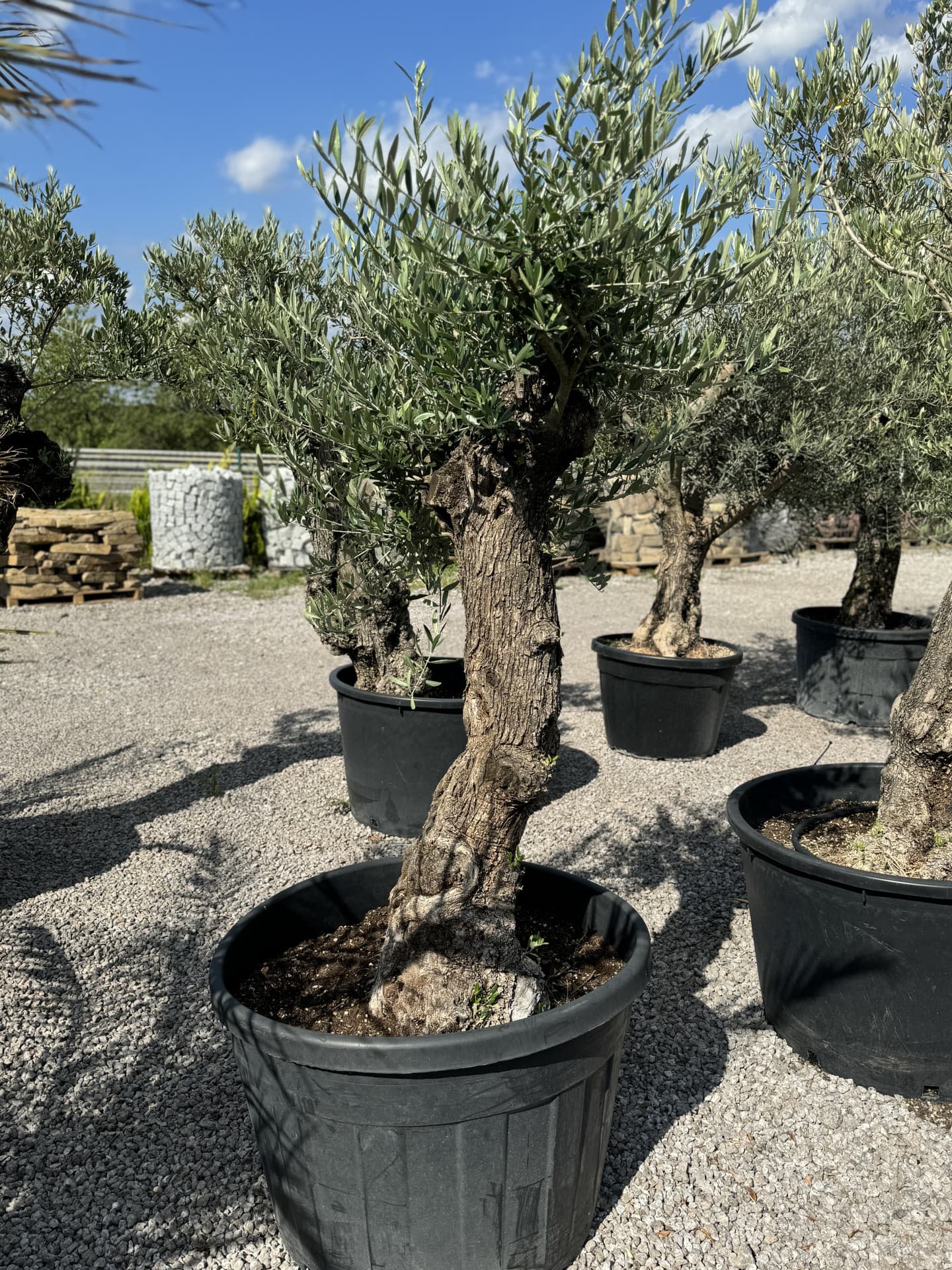 Olivovník OLEA EUROPAEA MINIBONSAI 80/100 P. - thumbnail 24