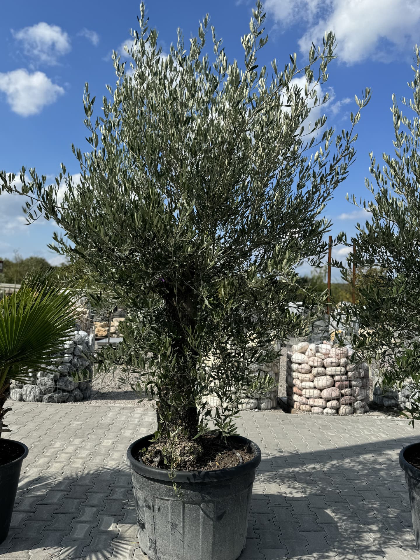 Olivovník OLEA EUROPAEA MINIBONSAI 80/100 P. - thumbnail 25