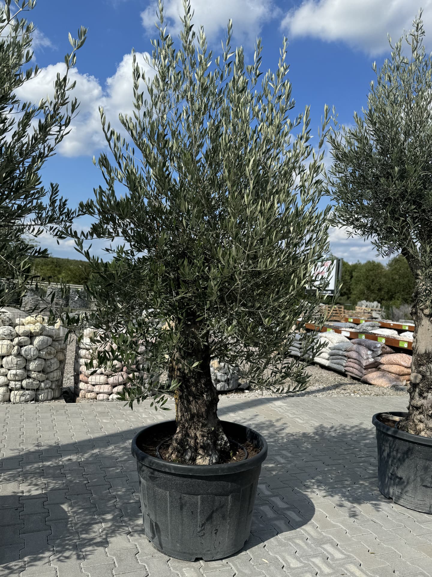 Olivovník OLEA EUROPAEA MINIBONSAI 80/100 P. - thumbnail 26