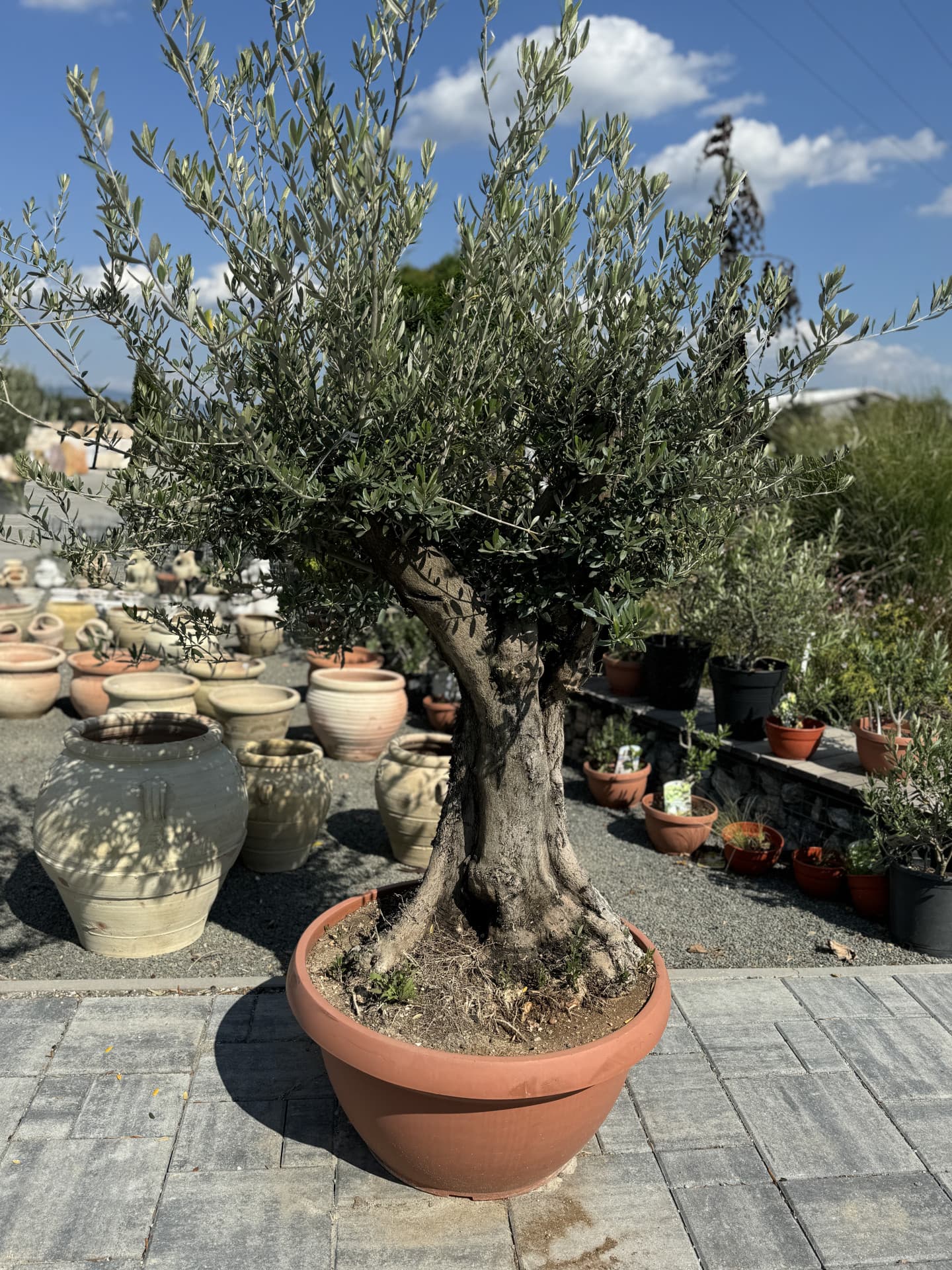 Olivovník OLEA EUROPAEA COPA PIEL VIEJA TARRINA 90CM - thumbnail 1