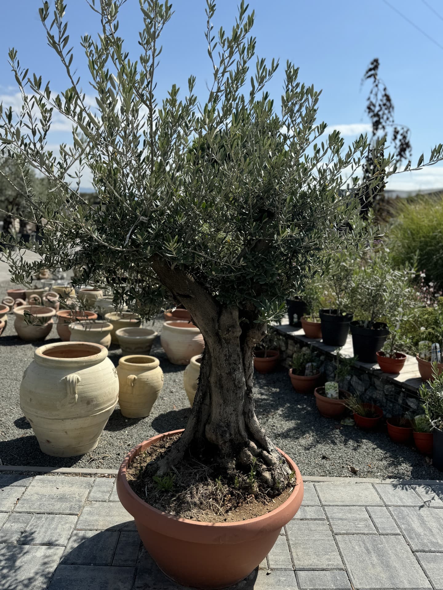 Olivovník OLEA EUROPAEA COPA PIEL VIEJA TARRINA 90CM - thumbnail 2